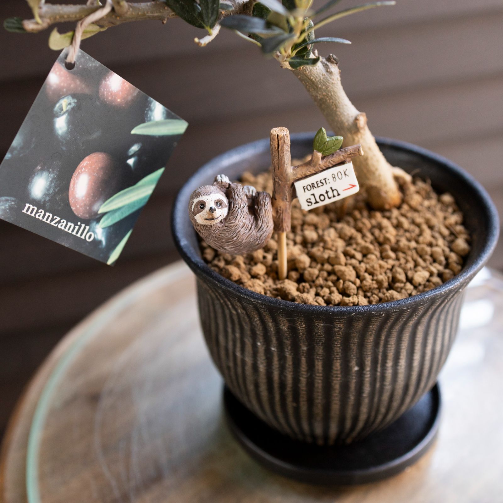 創樹 Olive オリーブの木 根上がり 盆栽 陶器鉢 SOUJU Manzanillo