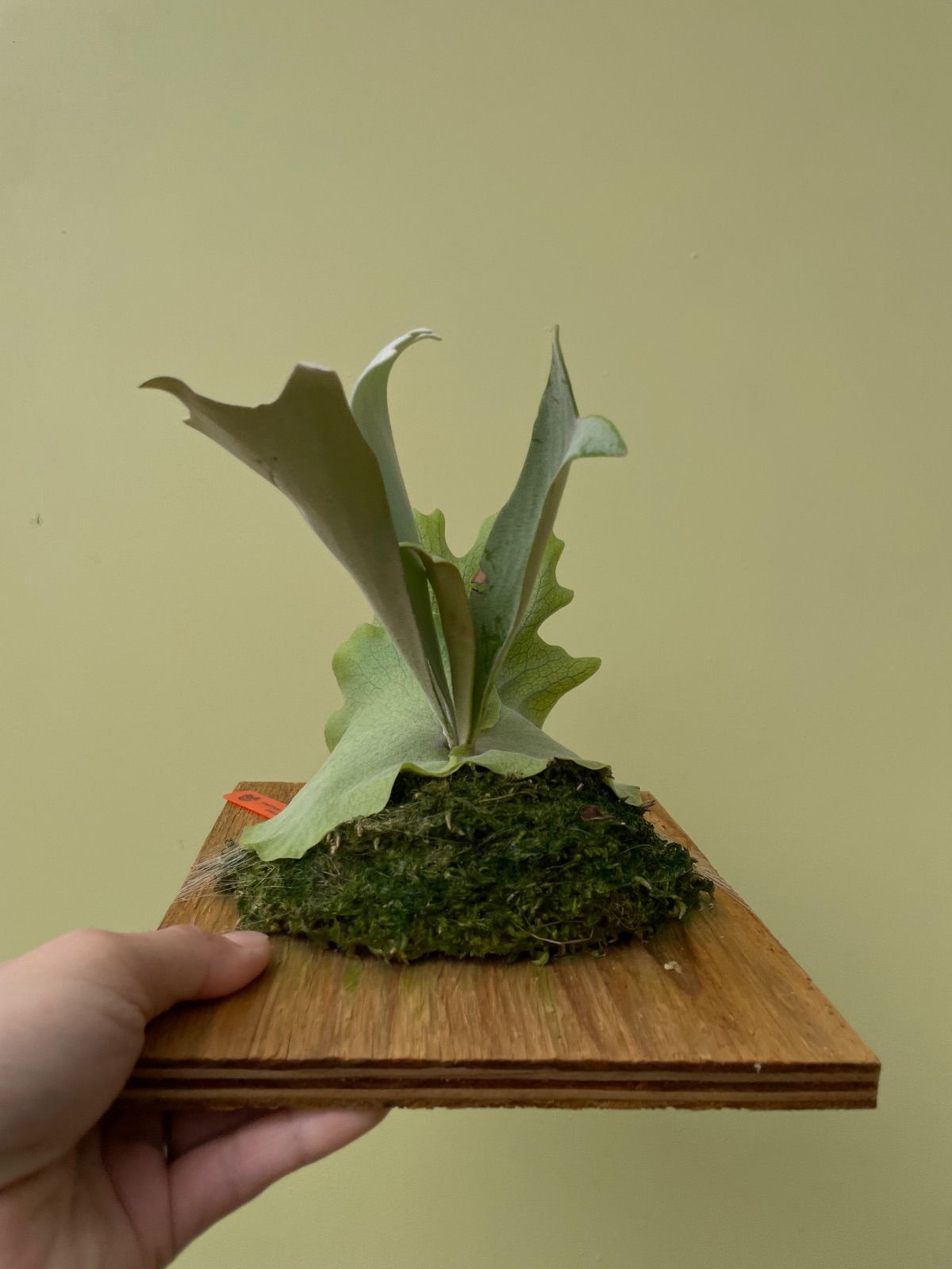 ビカクシダ ウィリンキースポア P.Willinckii spore 