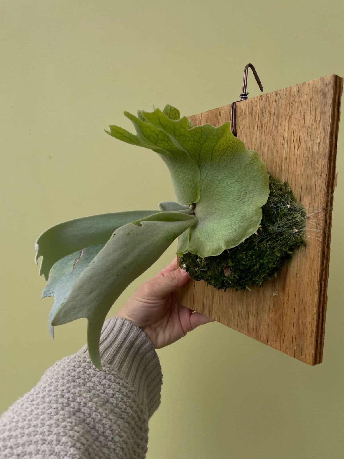 ビカクシダ ウィリンキースポア P.Willinckii spore 