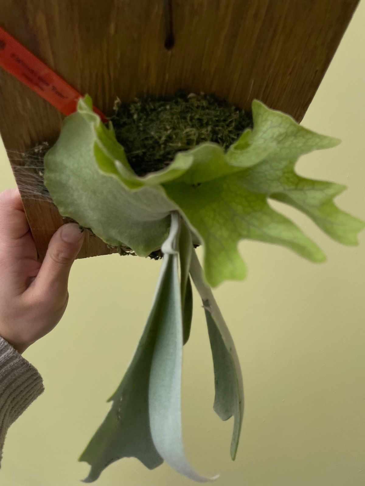 ビカクシダ ウィリンキースポア P.Willinckii spore 