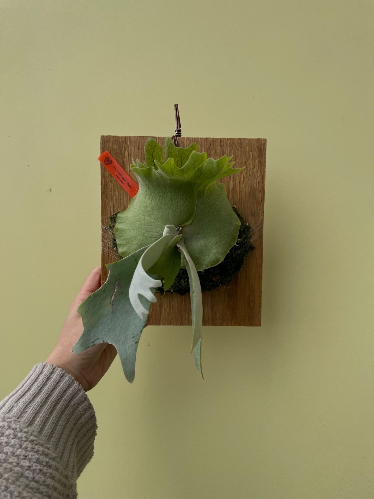 ビカクシダ ウィリンキースポア P.Willinckii spore 