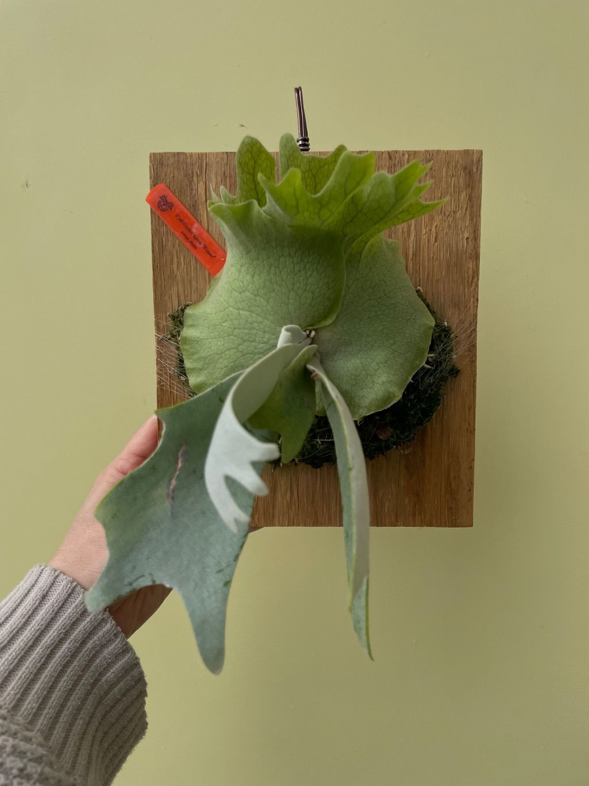 ビカクシダ ウィリンキースポア P.Willinckii spore 