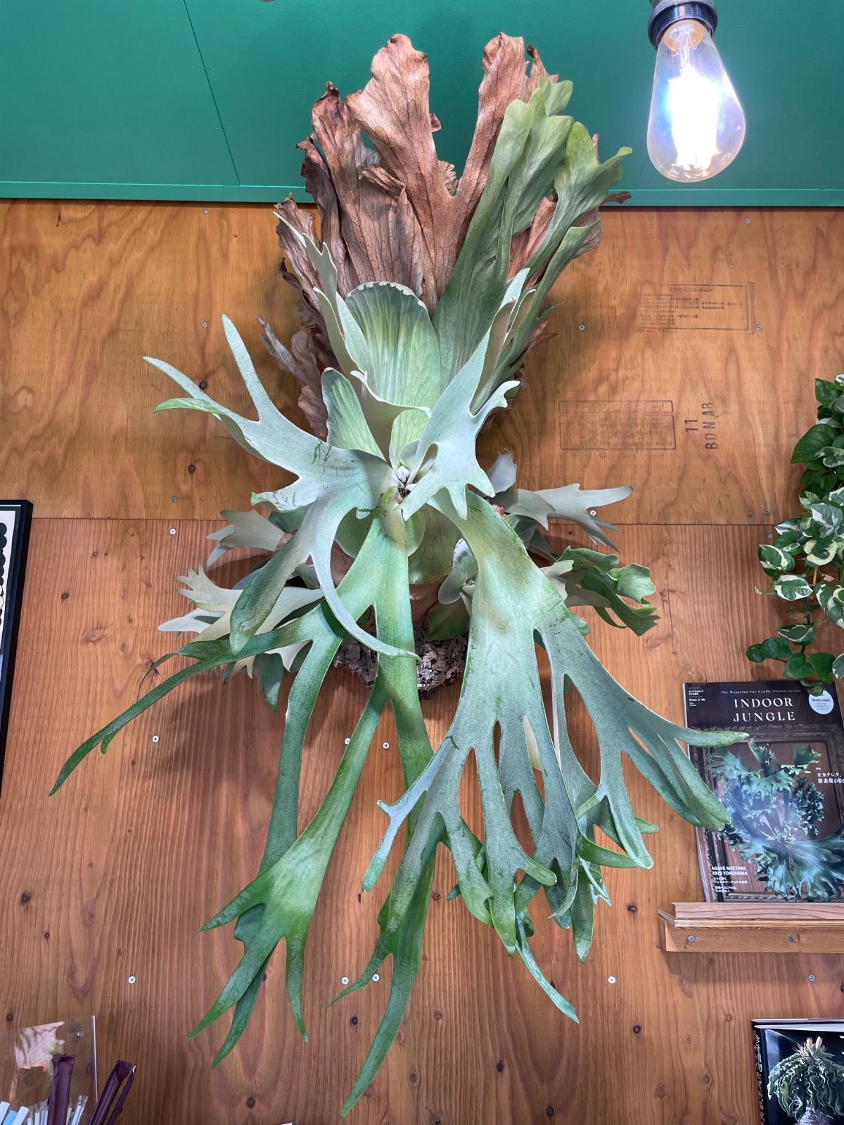 ビカクシダ ウィリンキースポア P.Willinckii spore 