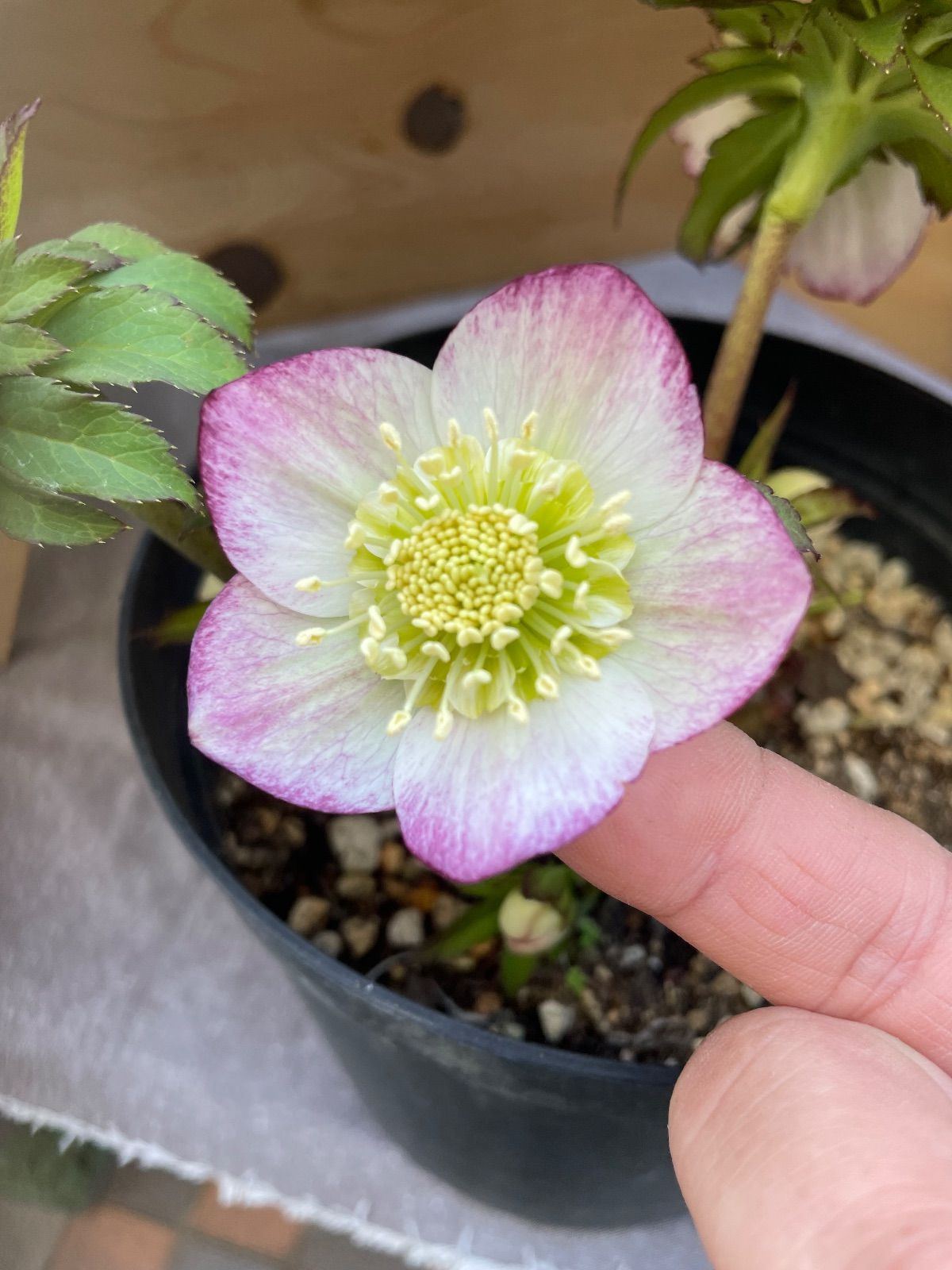 クリスマスローズ セミダブル26-1 ホワイトピコティ 5号鉢 開花株