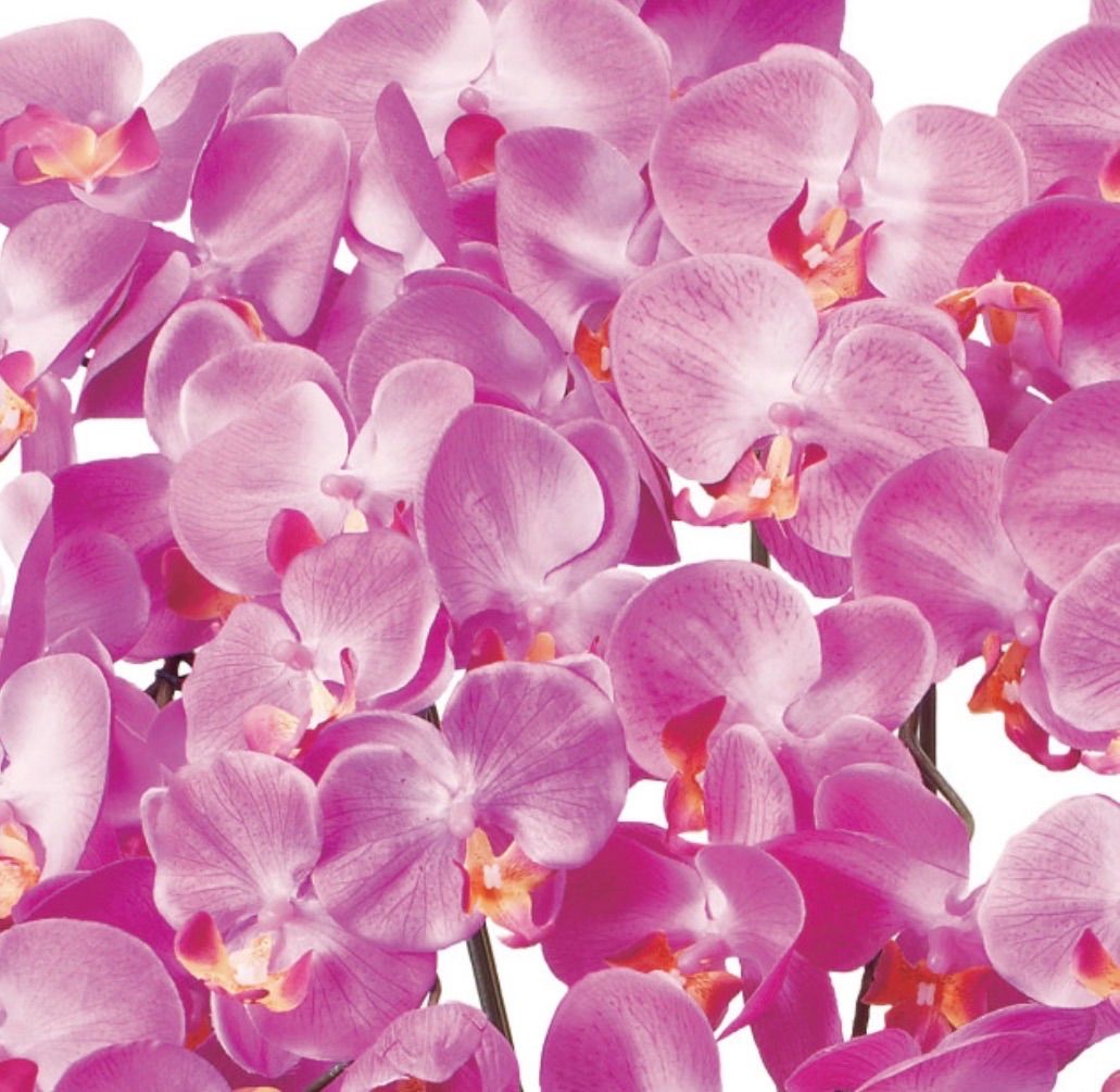 光触媒 人工観葉植物 ウォールグリーン フェイクグリーン ロイヤル胡蝶