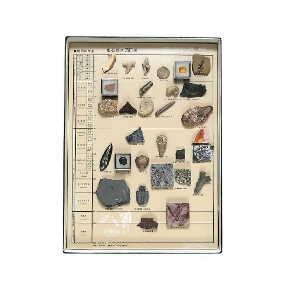 新品 東京サイエンス 化石標本 化石標本30種 東京サイエンス