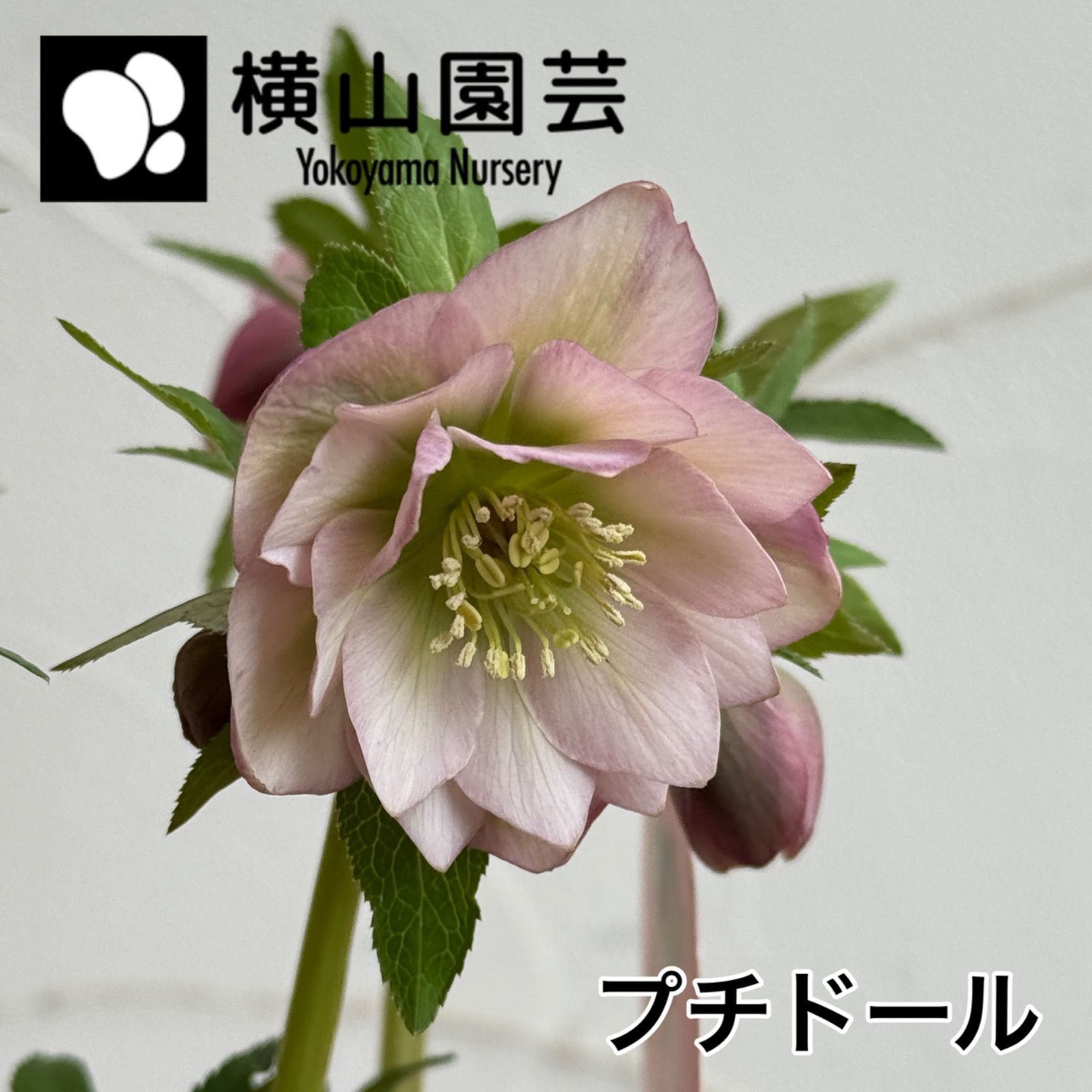横山園芸】クリスマスローズ・プチドール 開花株 4.5号ラベル苗［個体