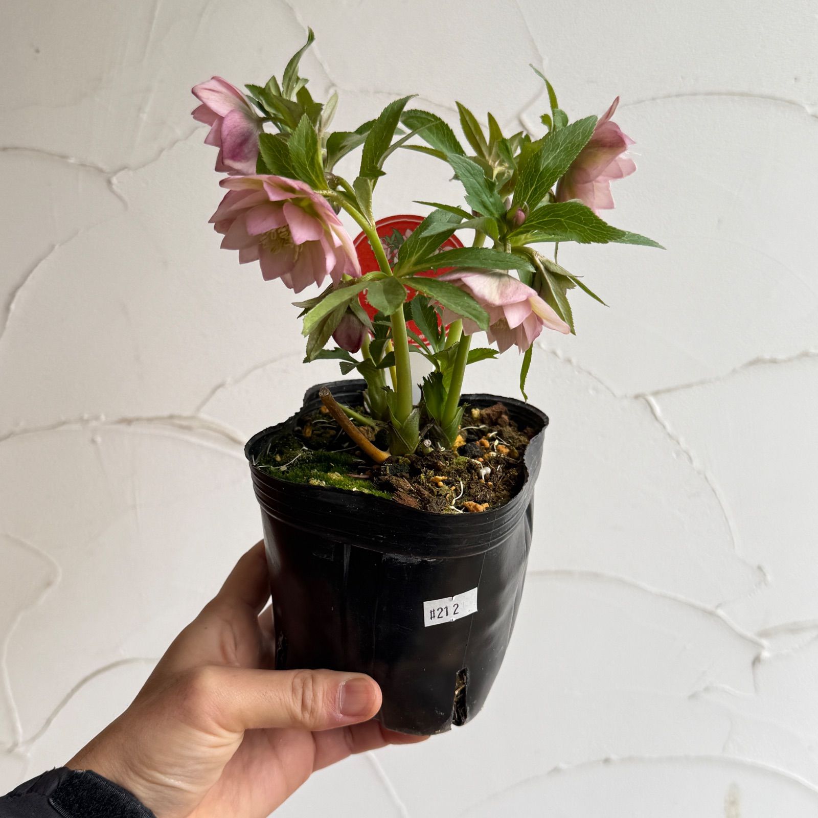 横山園芸】クリスマスローズ・プチドール 開花株 4.5号ラベル苗［個体