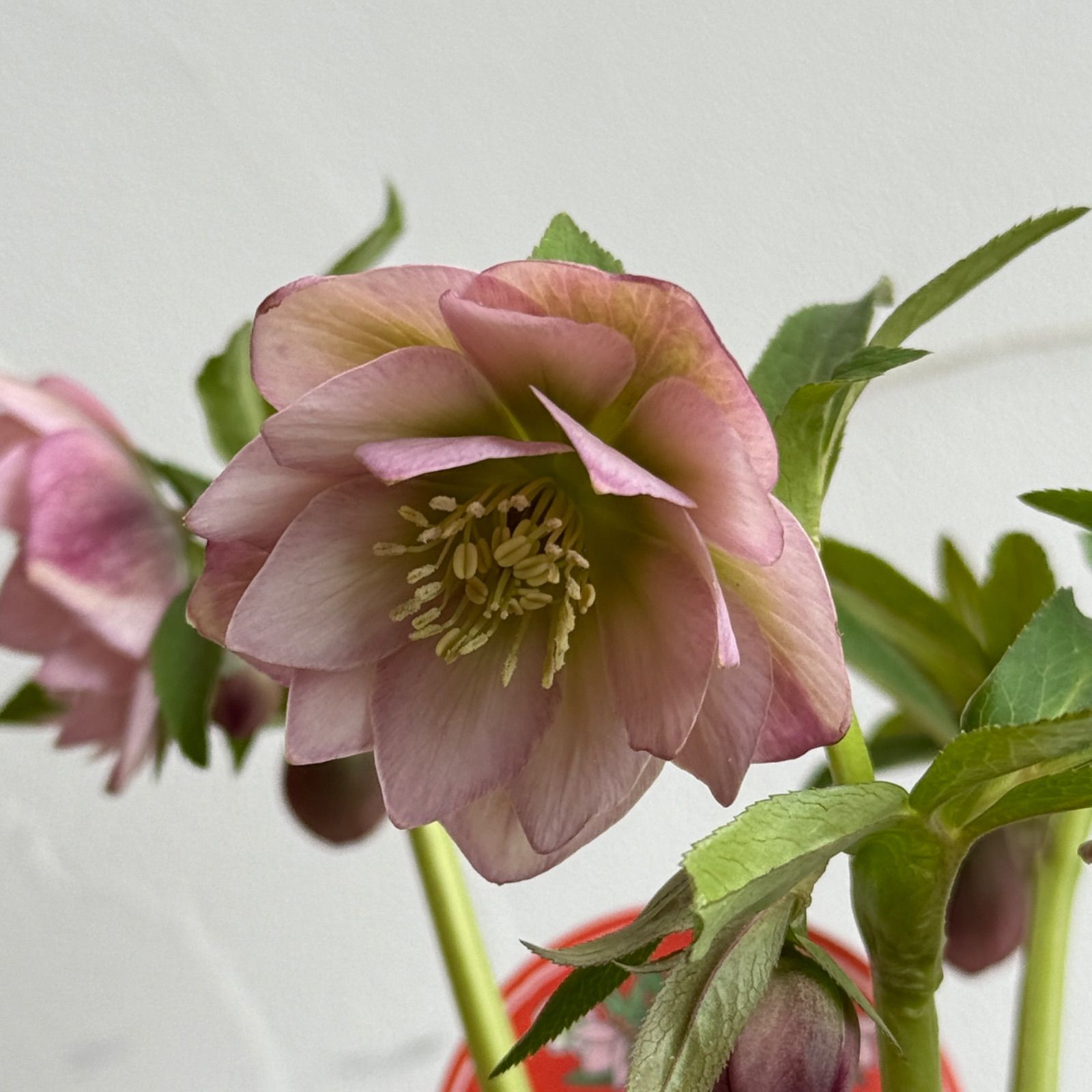 横山園芸】クリスマスローズ・プチドール 開花株 4.5号ラベル苗［個体