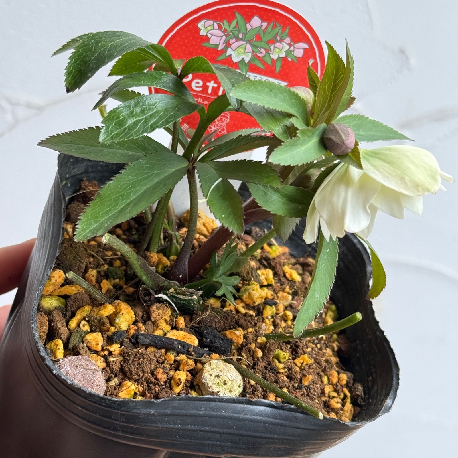 クリスマスローズ　プチドール　横山園芸　開花株 横山園芸】クリスマスローズ・プチドール 開花株 4.5号ラベル苗［個体