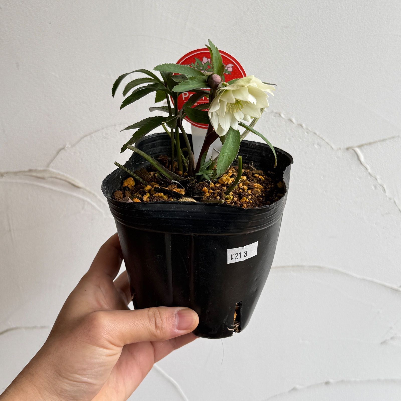 横山園芸】クリスマスローズ・プチドール 開花株 4.5号ラベル苗［個体