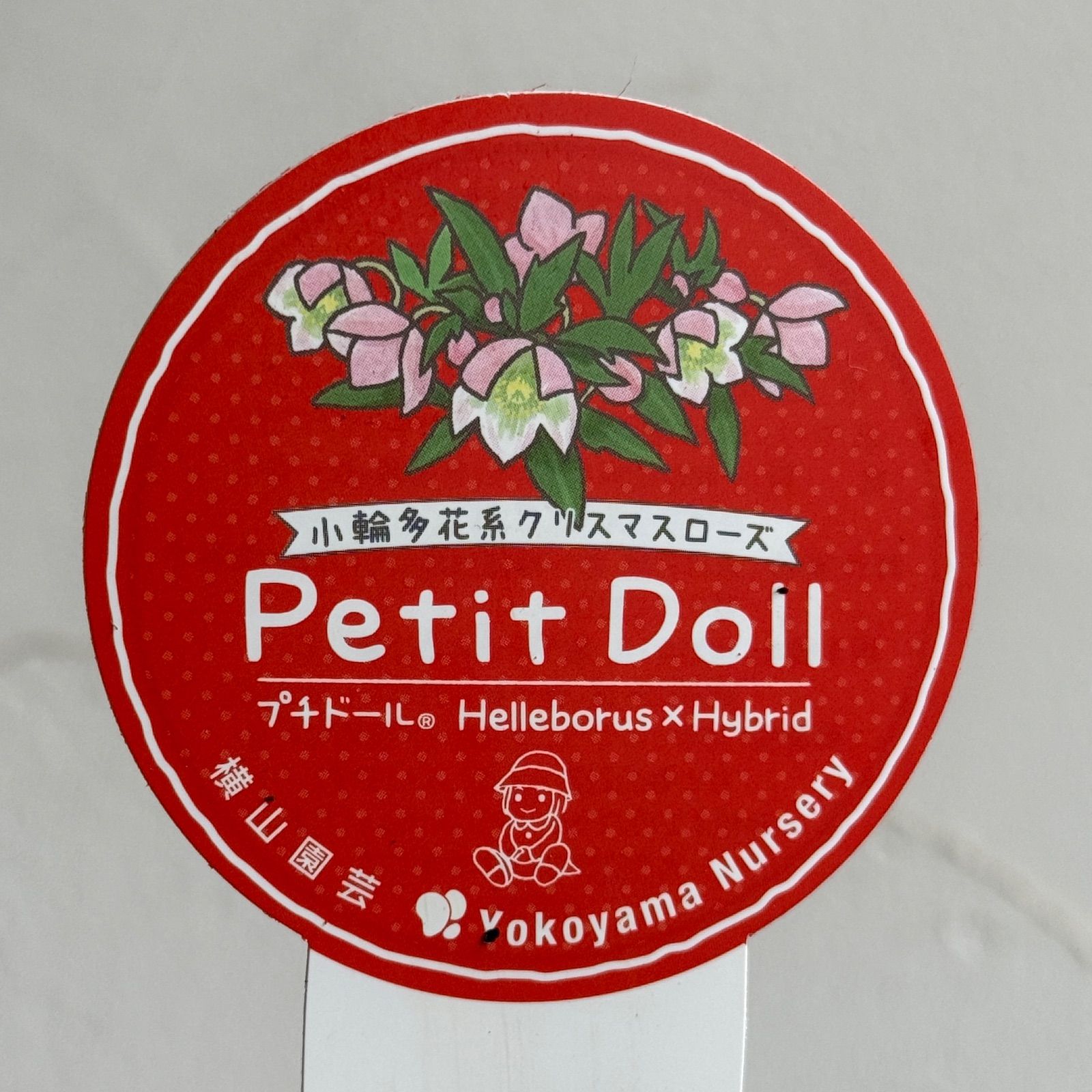 横山園芸】クリスマスローズ・プチドール 開花株 4.5号ラベル苗［個体