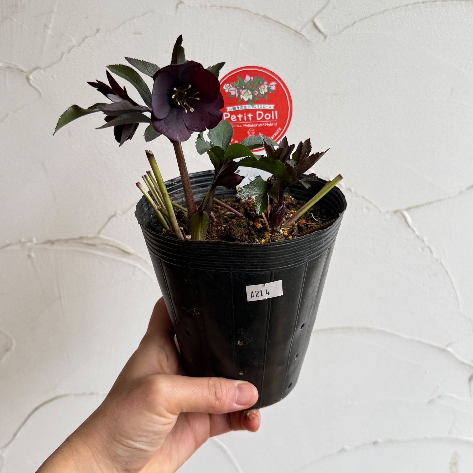 横山園芸】クリスマスローズ・プチドール 開花株 4.5号ラベル苗［個体