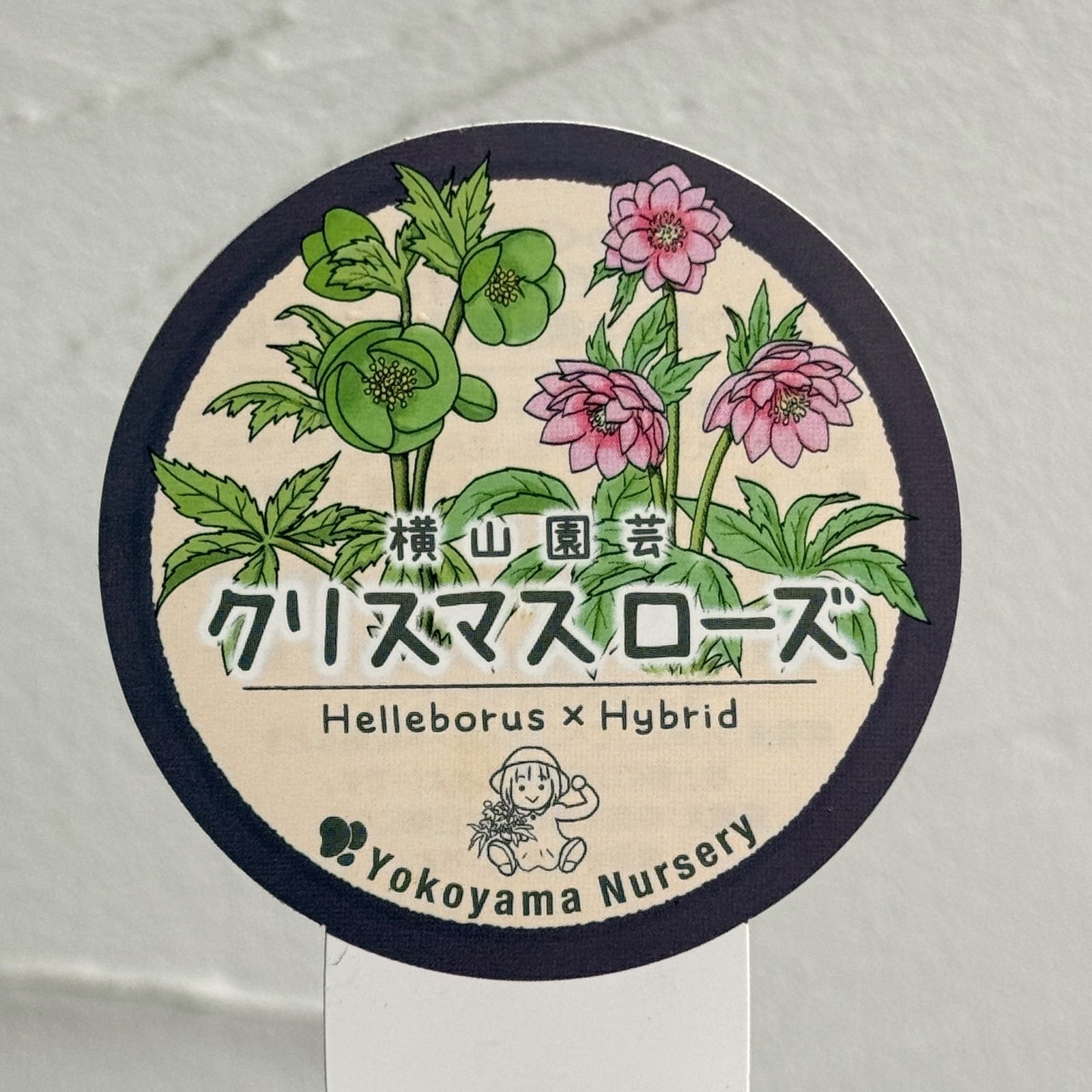 横山園芸】クリスマスローズ 開花株 4.5号ラベル苗［個体番号#222