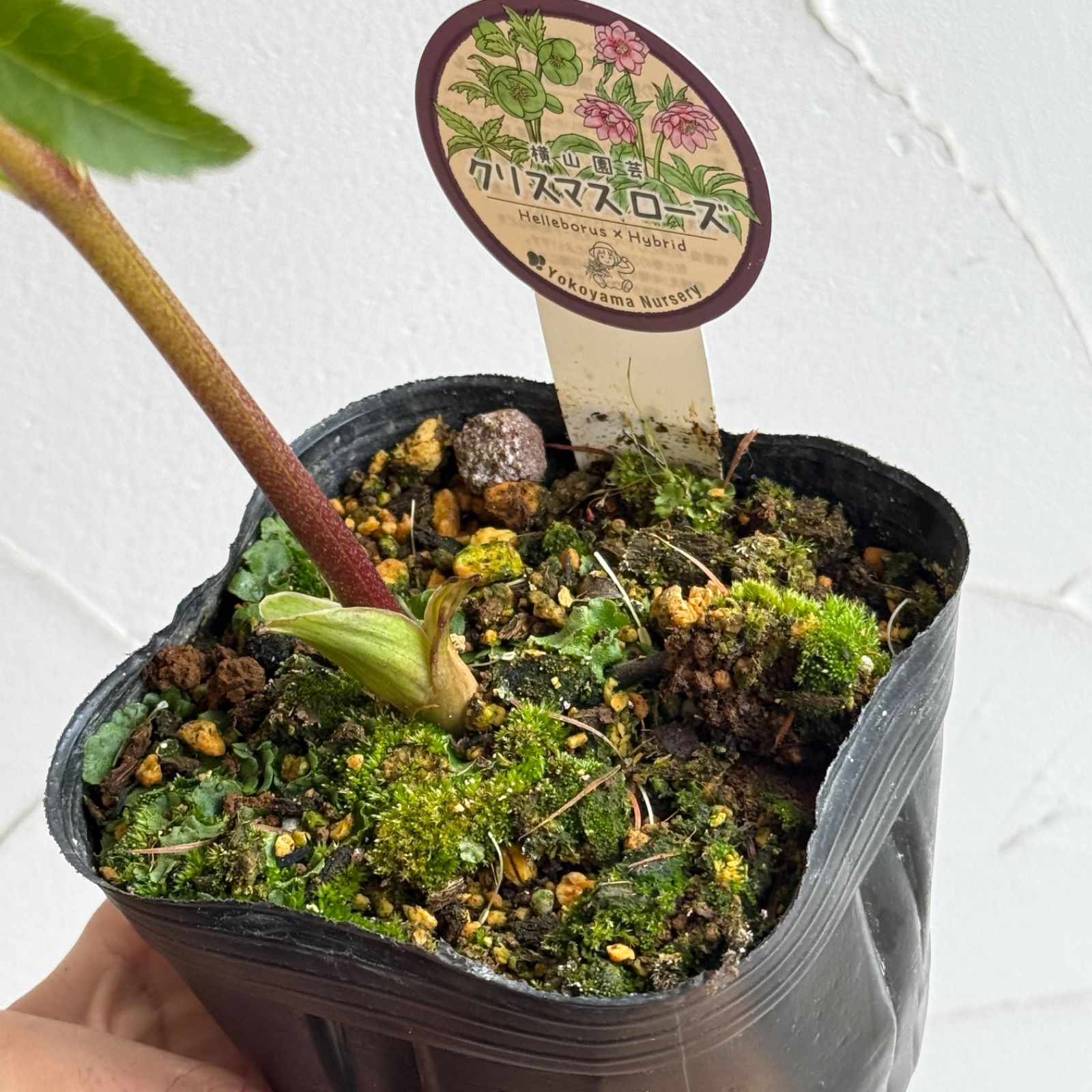 横山園芸】クリスマスローズ 開花株 4.5号ラベル苗［個体番号#222