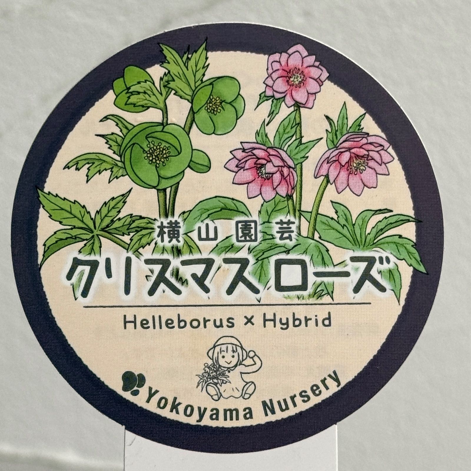 横山園芸】クリスマスローズ 開花株 4.5号ラベル苗［個体番号#224