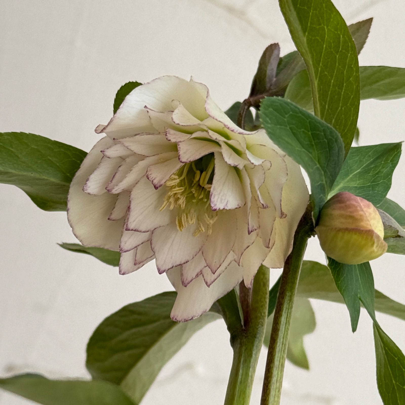 横山園芸】クリスマスローズ 開花株 4.5号ラベル苗［個体番号#224