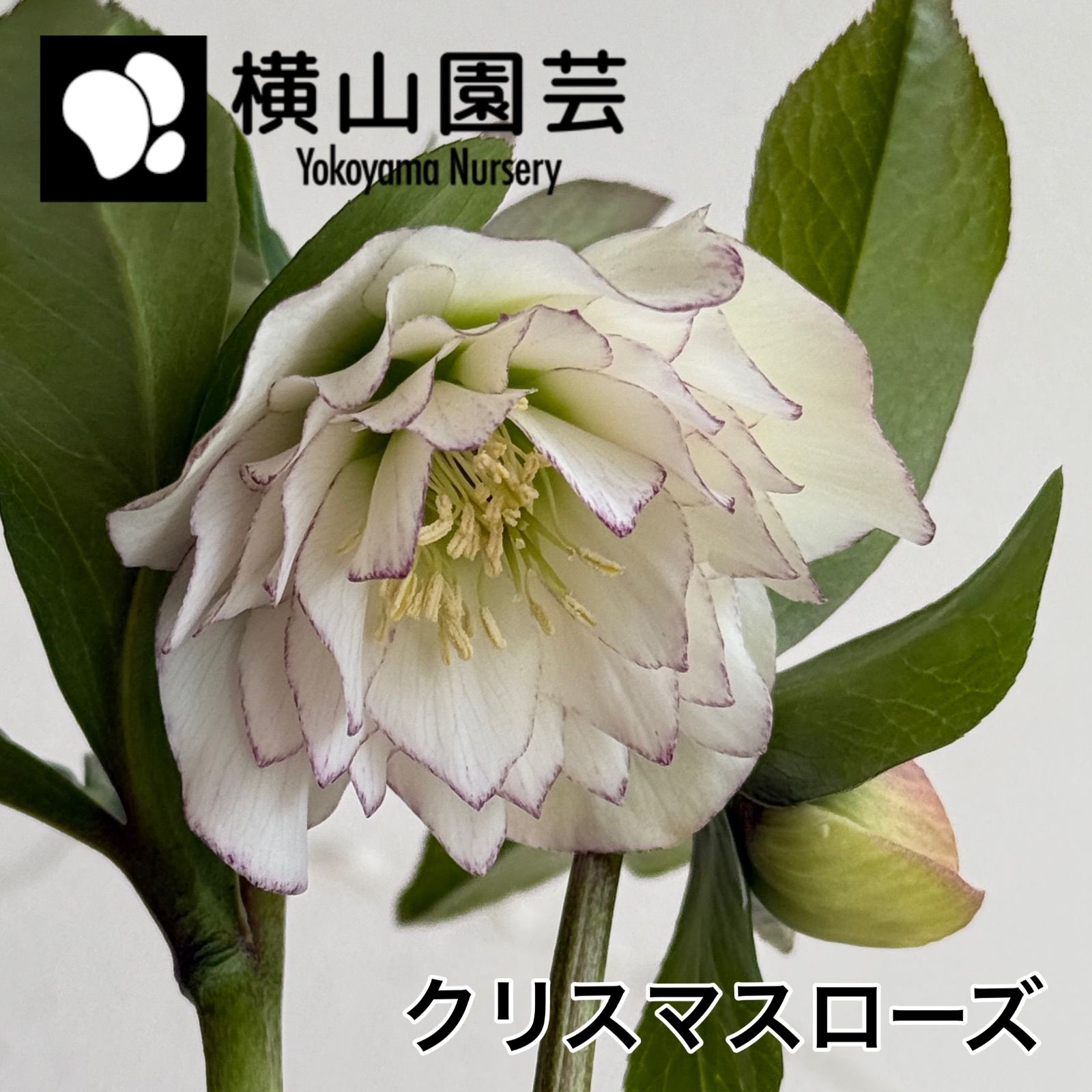 横山園芸】クリスマスローズ 開花株 4.5号ラベル苗［個体番号#224