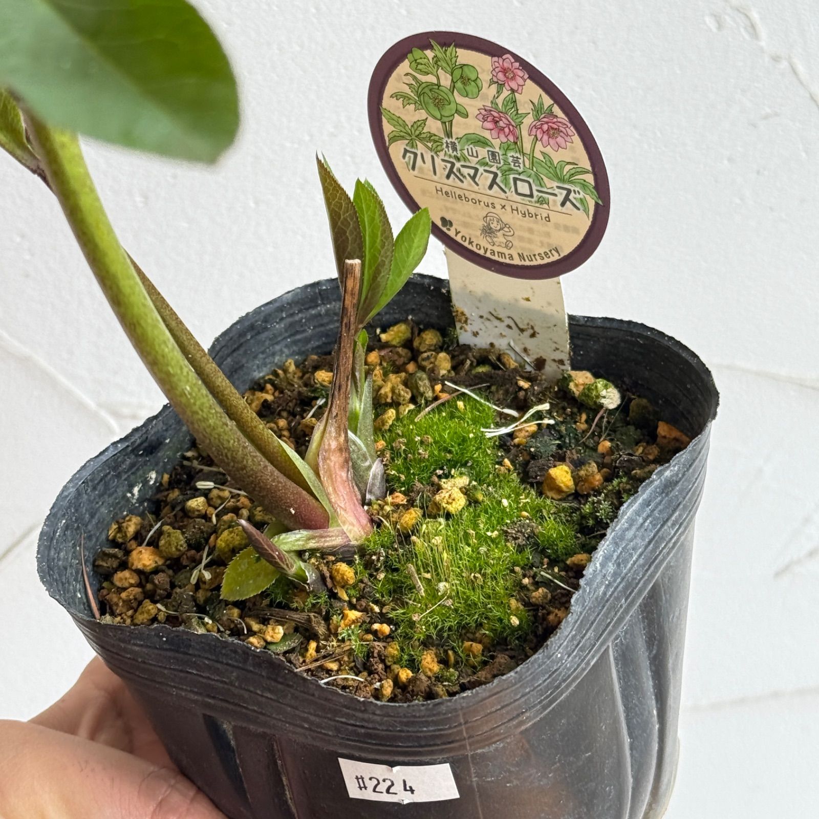 横山園芸】クリスマスローズ 開花株 4.5号ラベル苗［個体番号#224