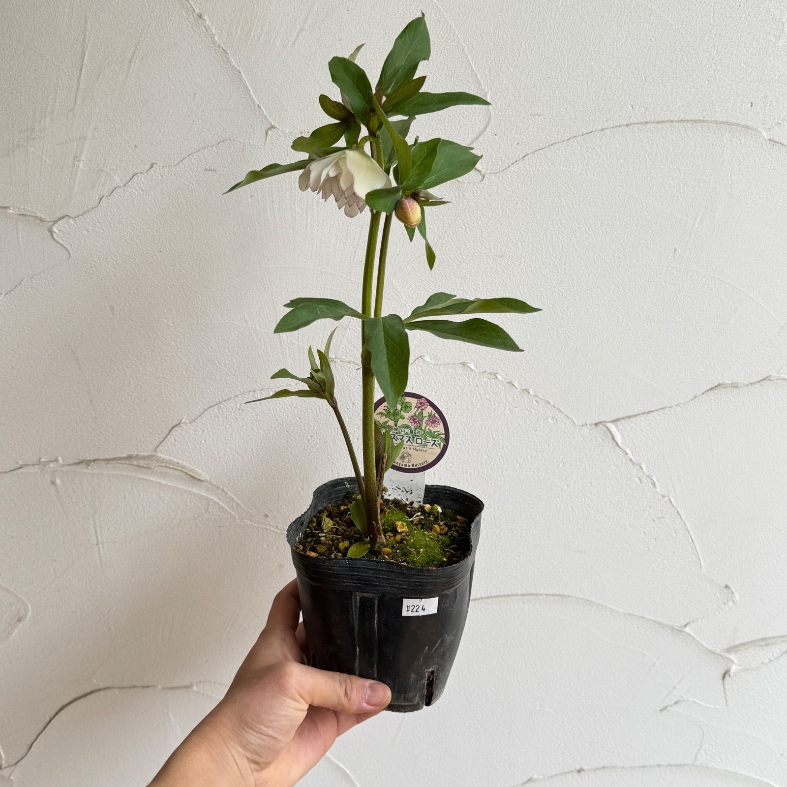 横山園芸】クリスマスローズ 開花株 4.5号ラベル苗［個体番号#224