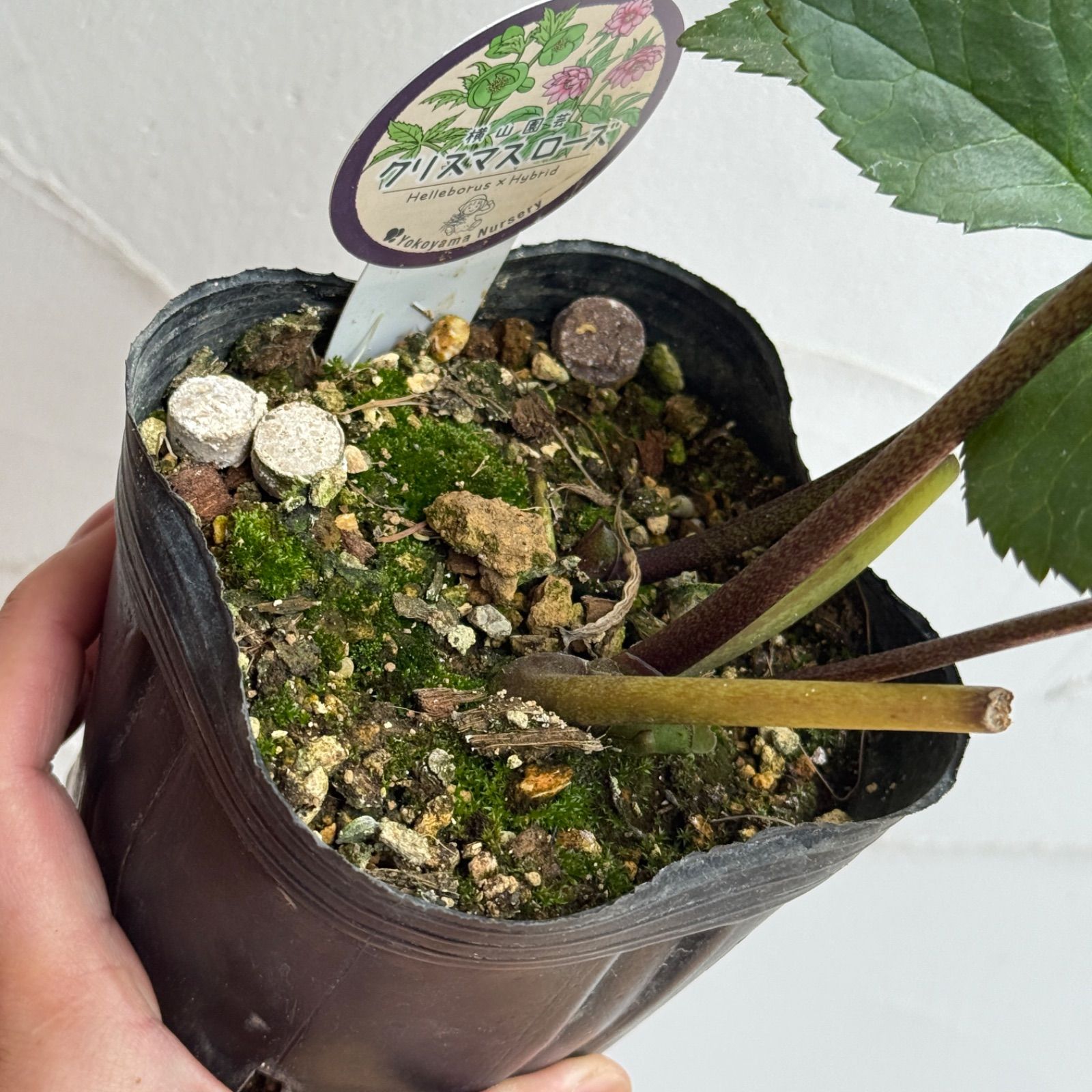 横山園芸】クリスマスローズ 開花株 4.5号ラベル苗［個体番号#226