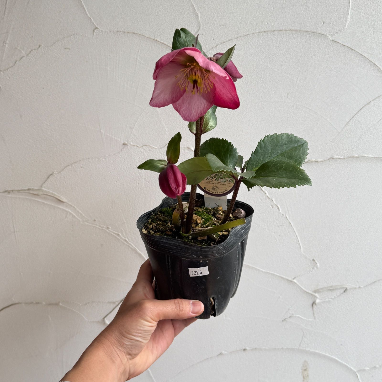 横山園芸】クリスマスローズ 開花株 4.5号ラベル苗［個体番号#226
