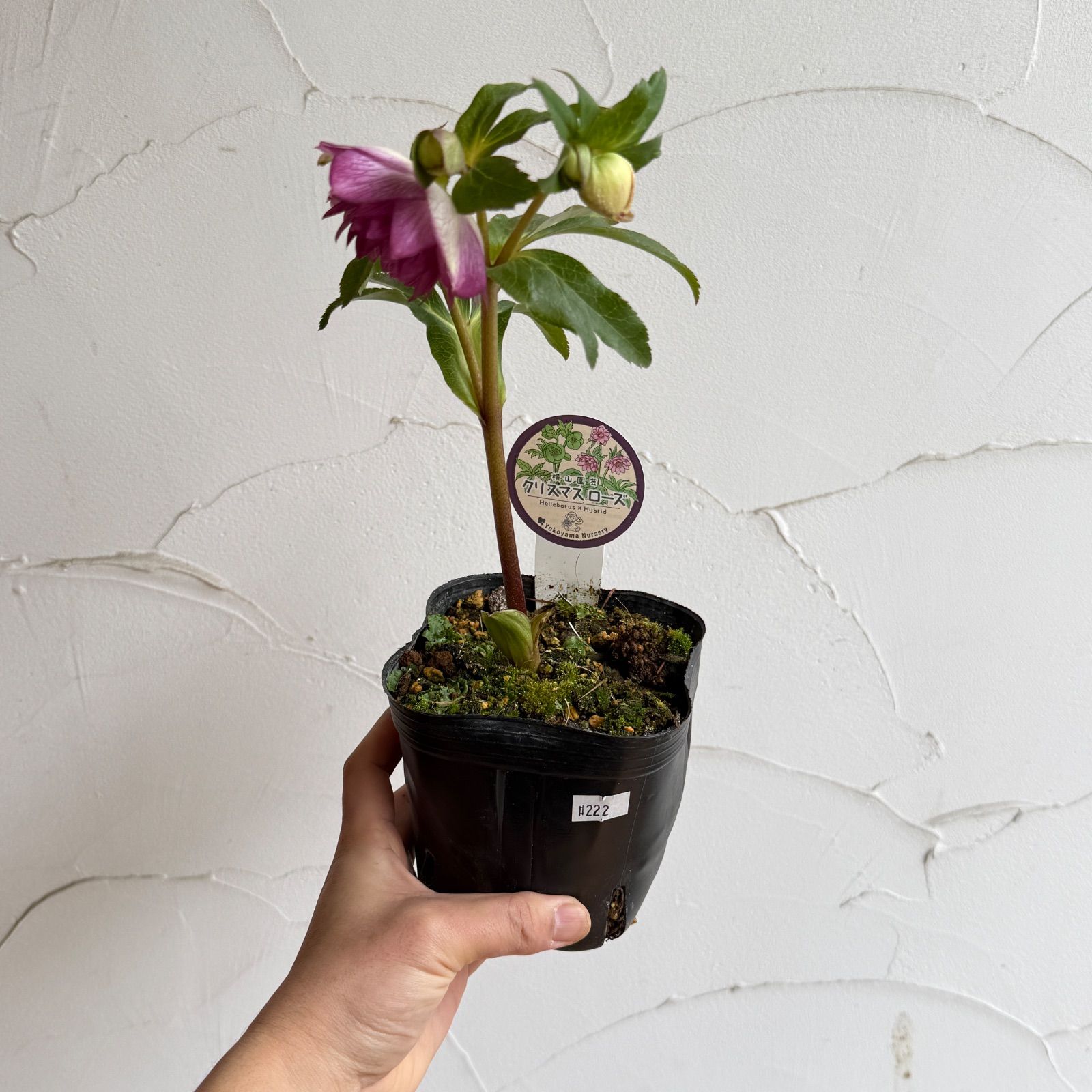 横山園芸】クリスマスローズ 開花株 4.5号ラベル苗［個体番号#222