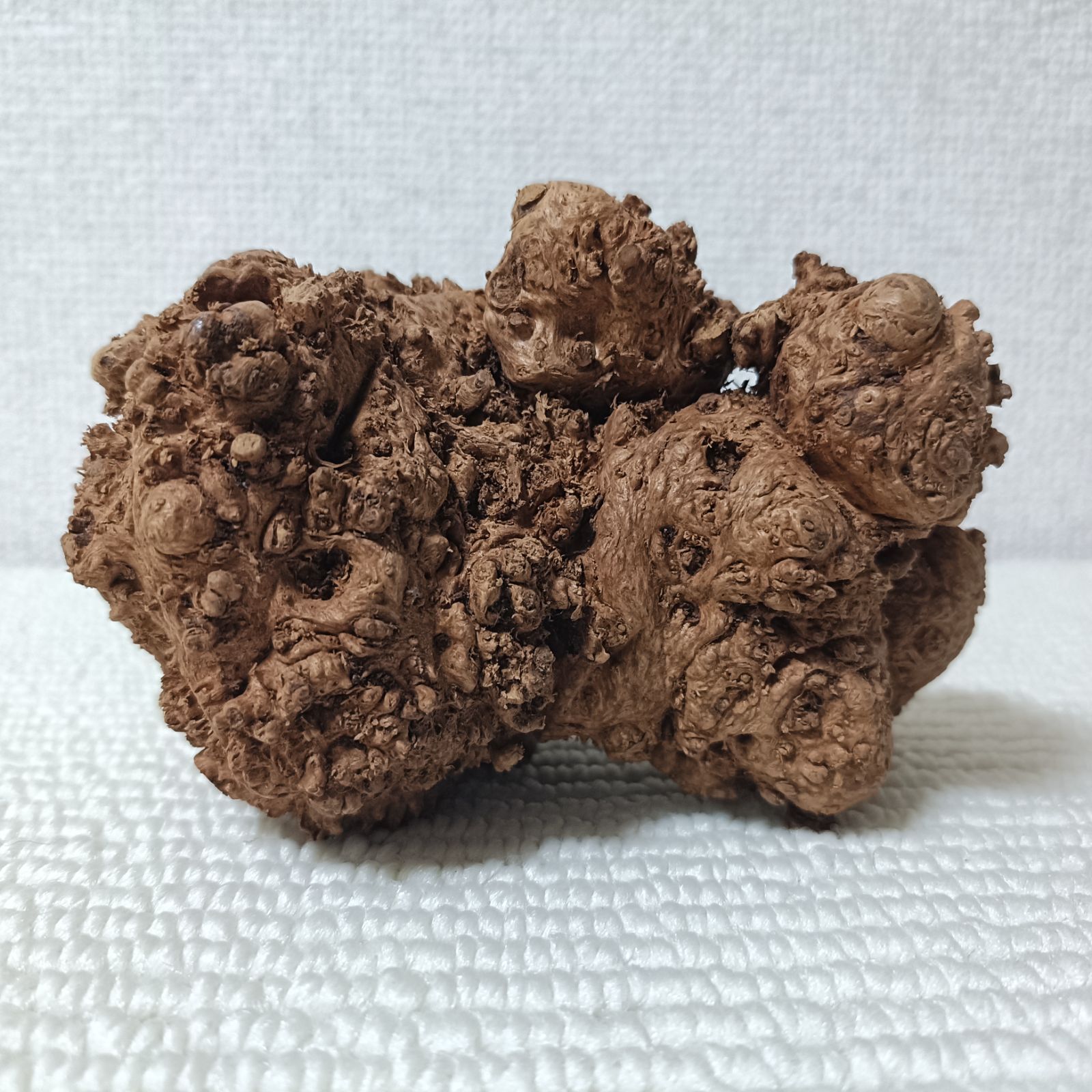 瘤玉 コブだま 瘤木 変木 玉杢 玉楠 天然木 木製 置物 オブジェ レア