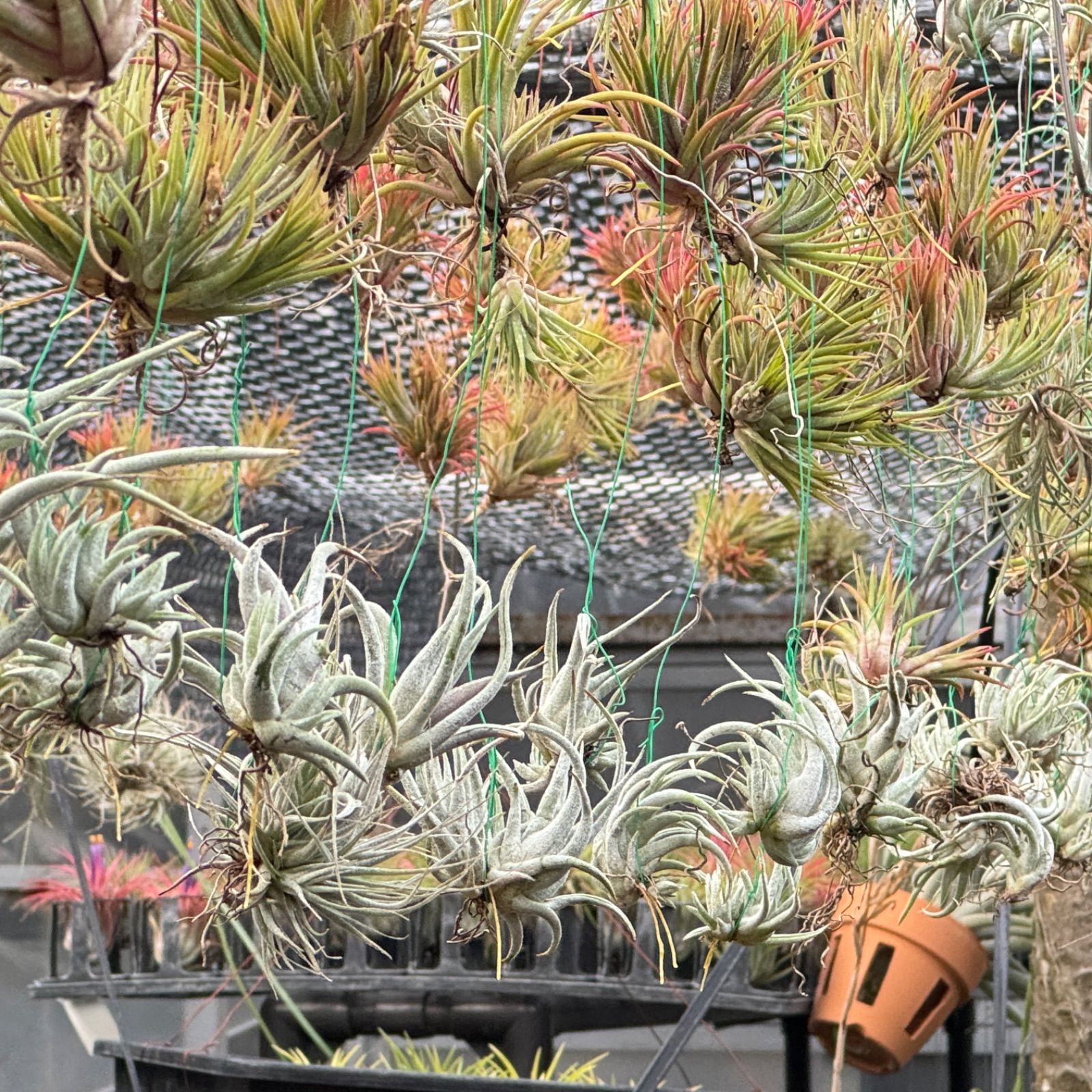現品＊チランジア イオナンタ ハワイアン レッド(ハワイ) Tillandsia