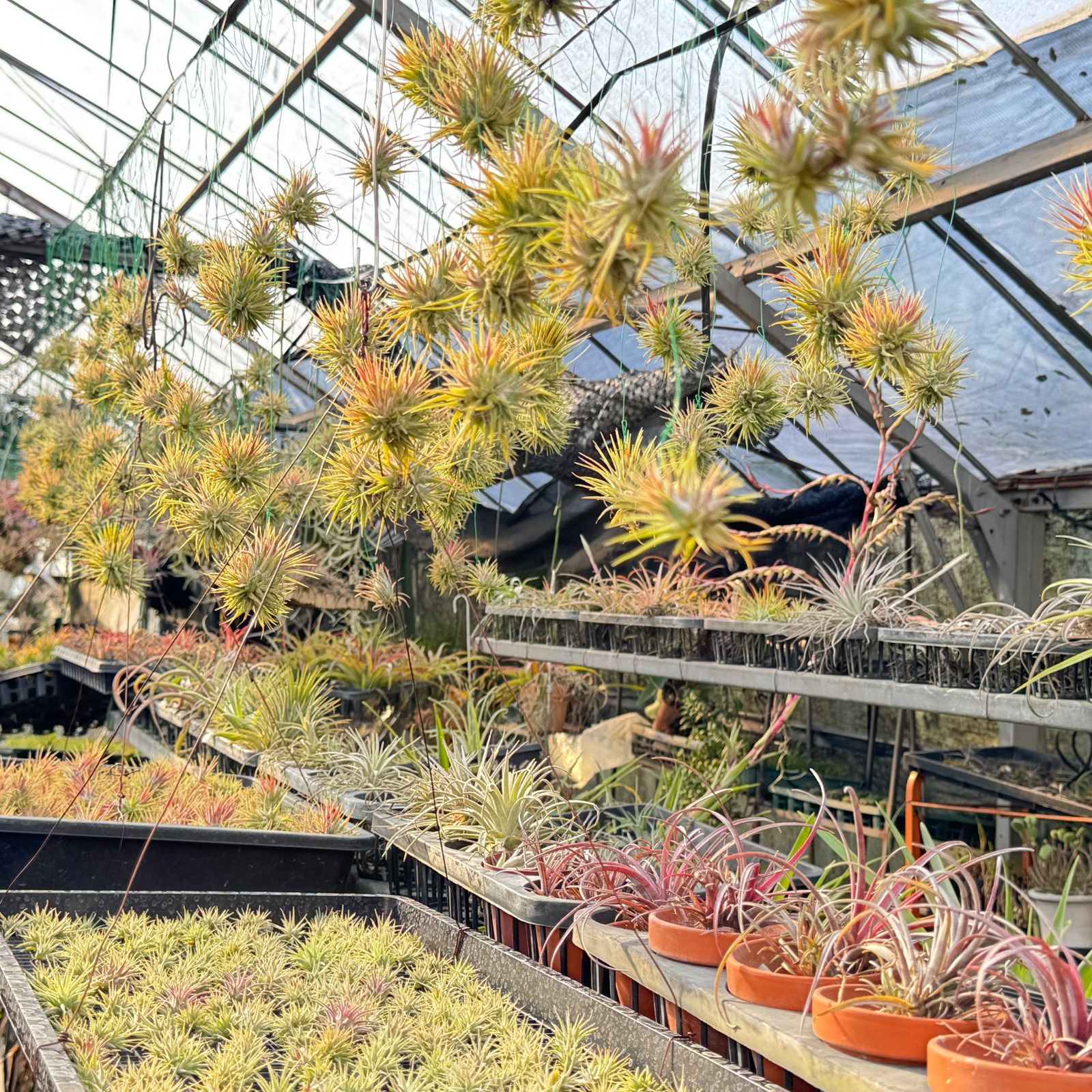現品＊チランジア イオナンタ ハワイアン レッド(ハワイ) Tillandsia