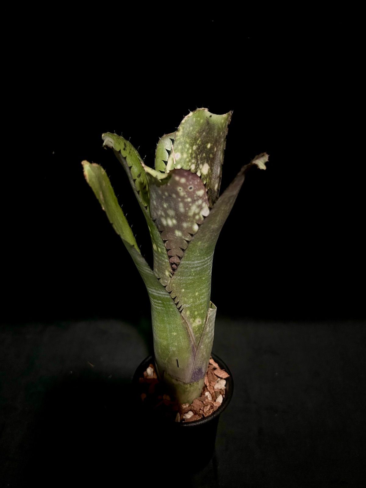 Billbergia Kahakai ビルベルギア カハカイ極上発色 美株 現品 - メルカリ