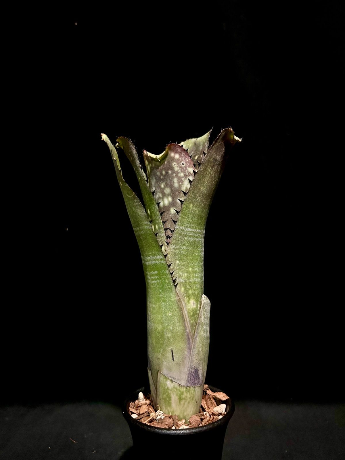 Billbergia Kahakai ビルベルギア カハカイ極上発色 美株 現品 - メルカリ