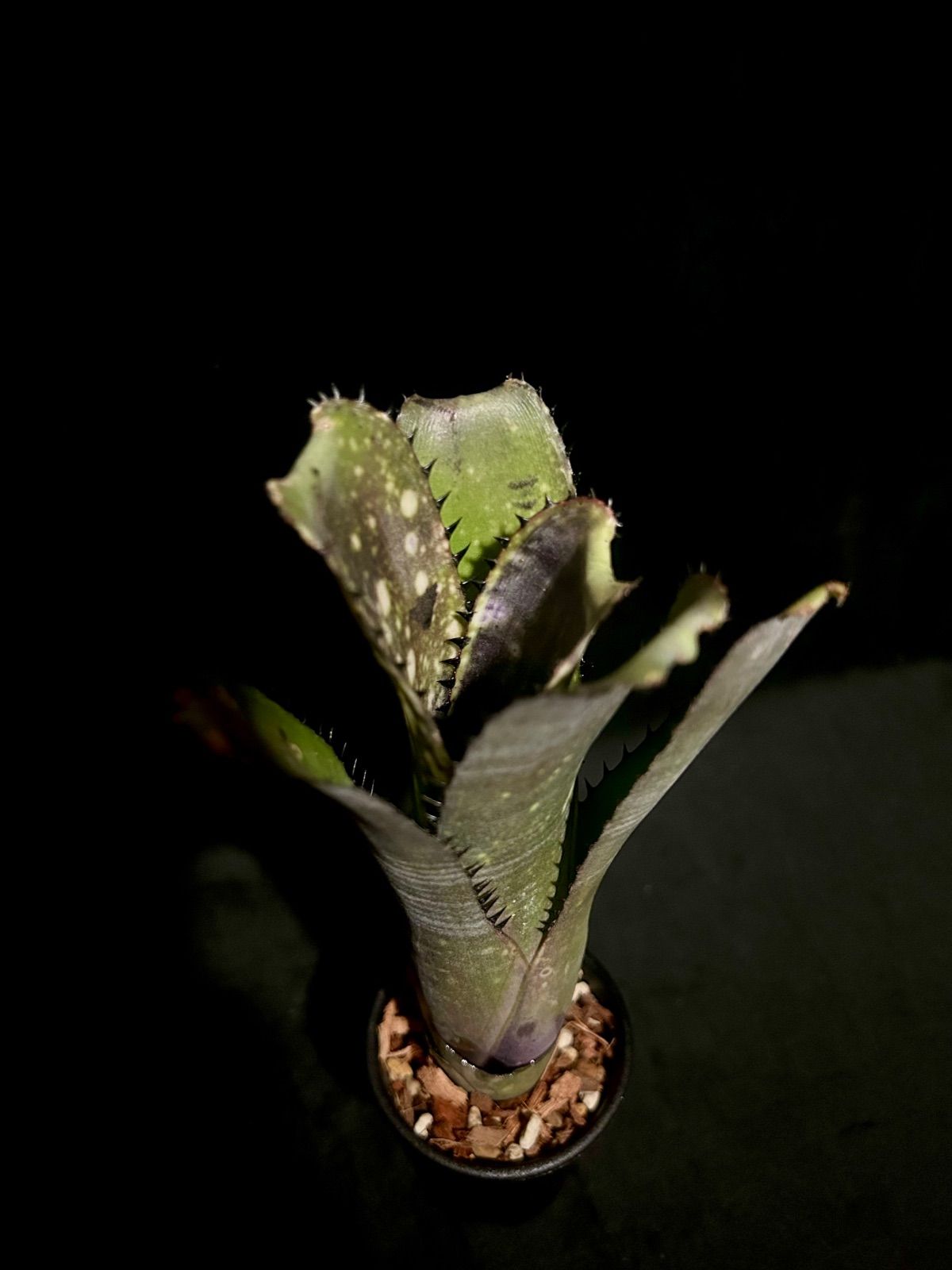 Billbergia Kahakai ビルベルギア カハカイ極上発色 美株 現品 - メルカリ
