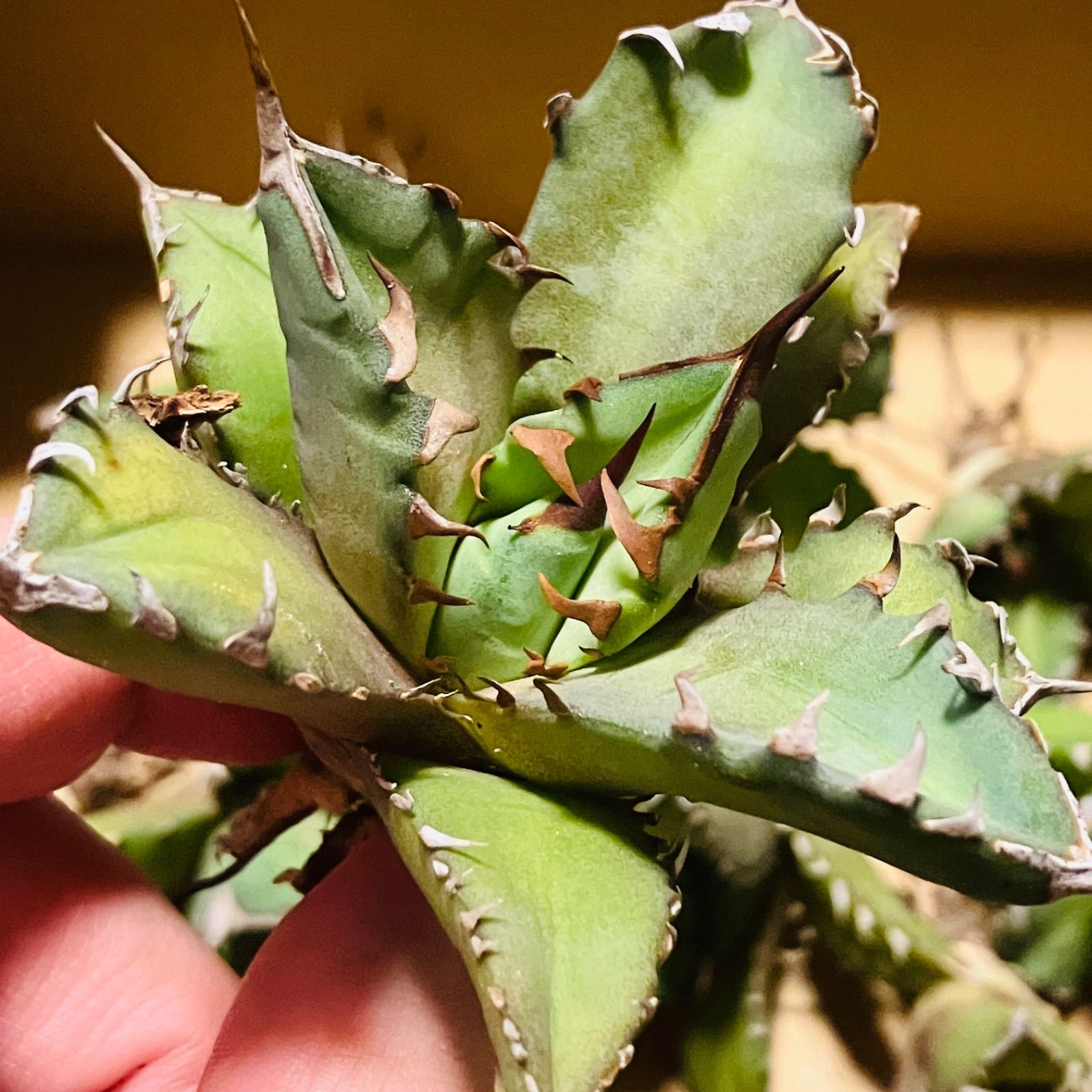 姫厳竜 TC株 アガベ チタノタ ひめげんりゅう Agave titanota 'Dwarf