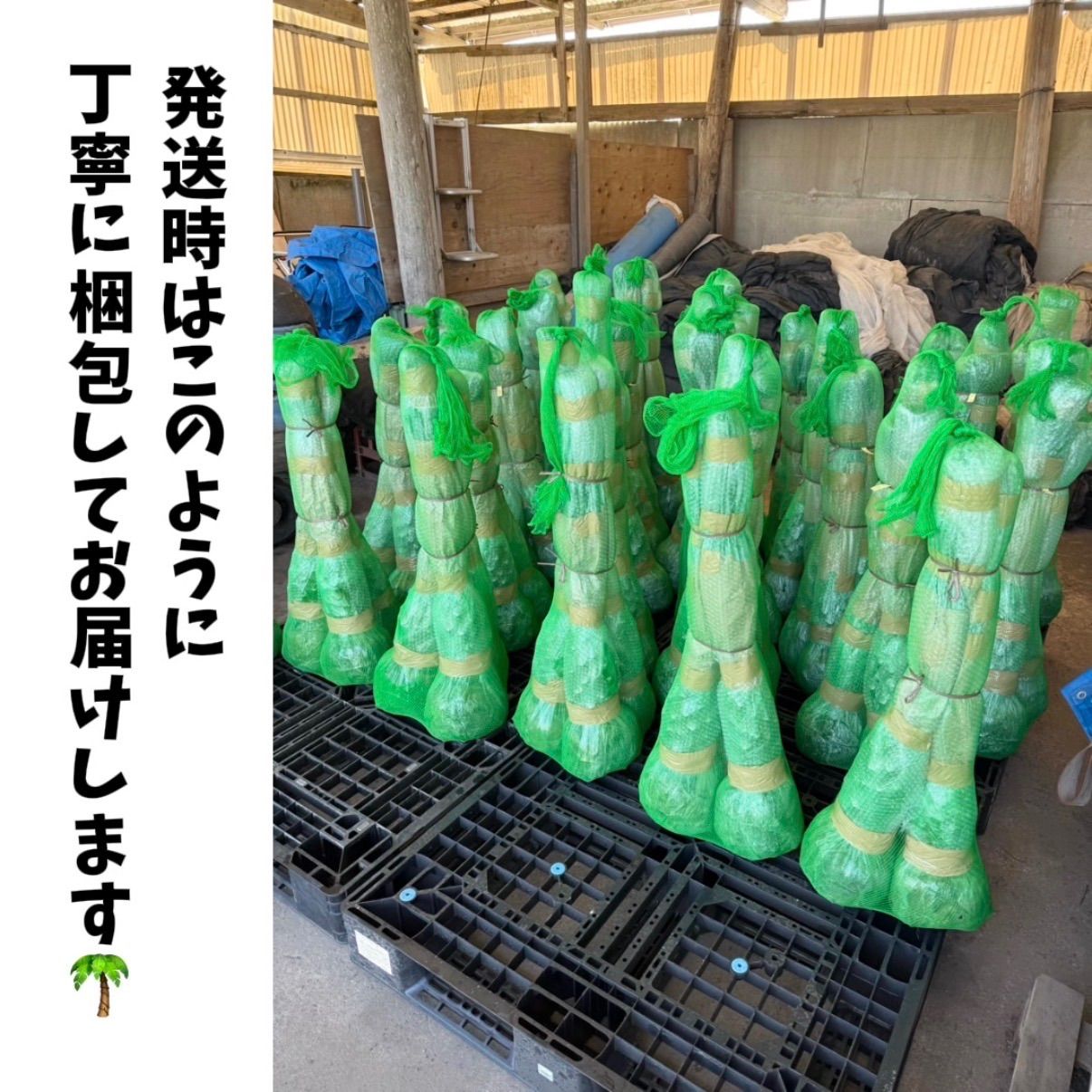 🌴ココスヤシ シルバーリーフ🌴【極太株／2本セット】 - メルカリ