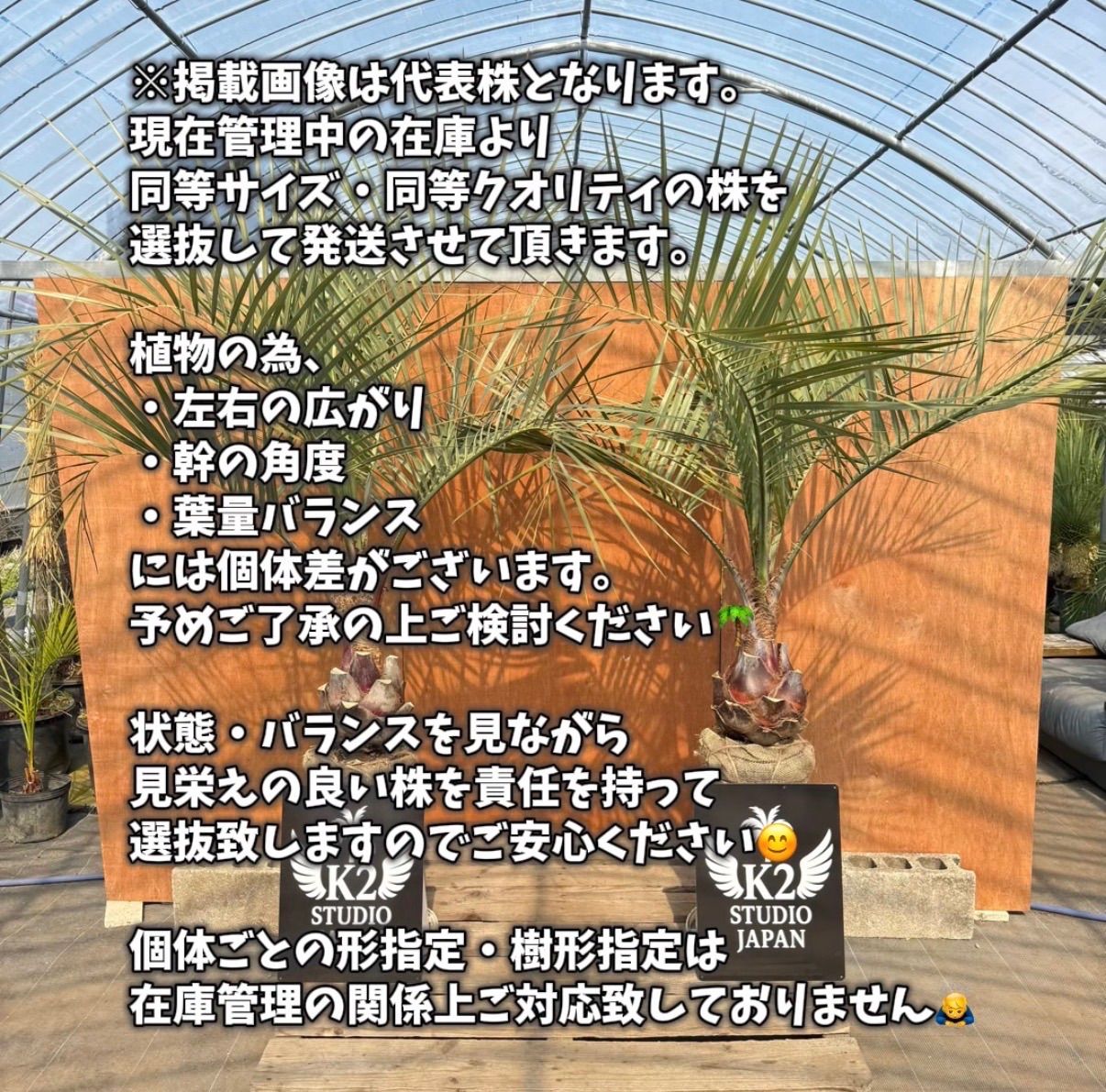 🌴ココスヤシ シルバーリーフ🌴【極太株／2本セット】 - メルカリ