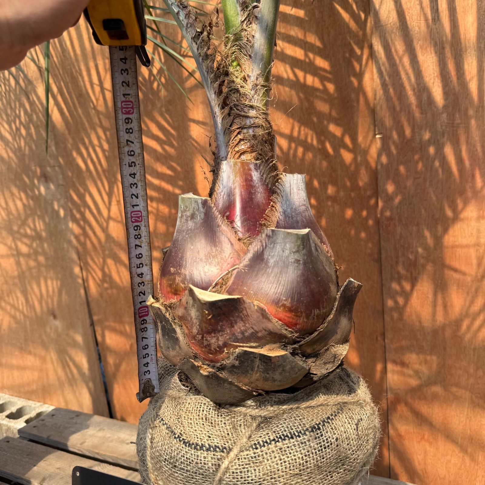 🌴ココスヤシ シルバーリーフ🌴【極太株／2本セット】 - メルカリ