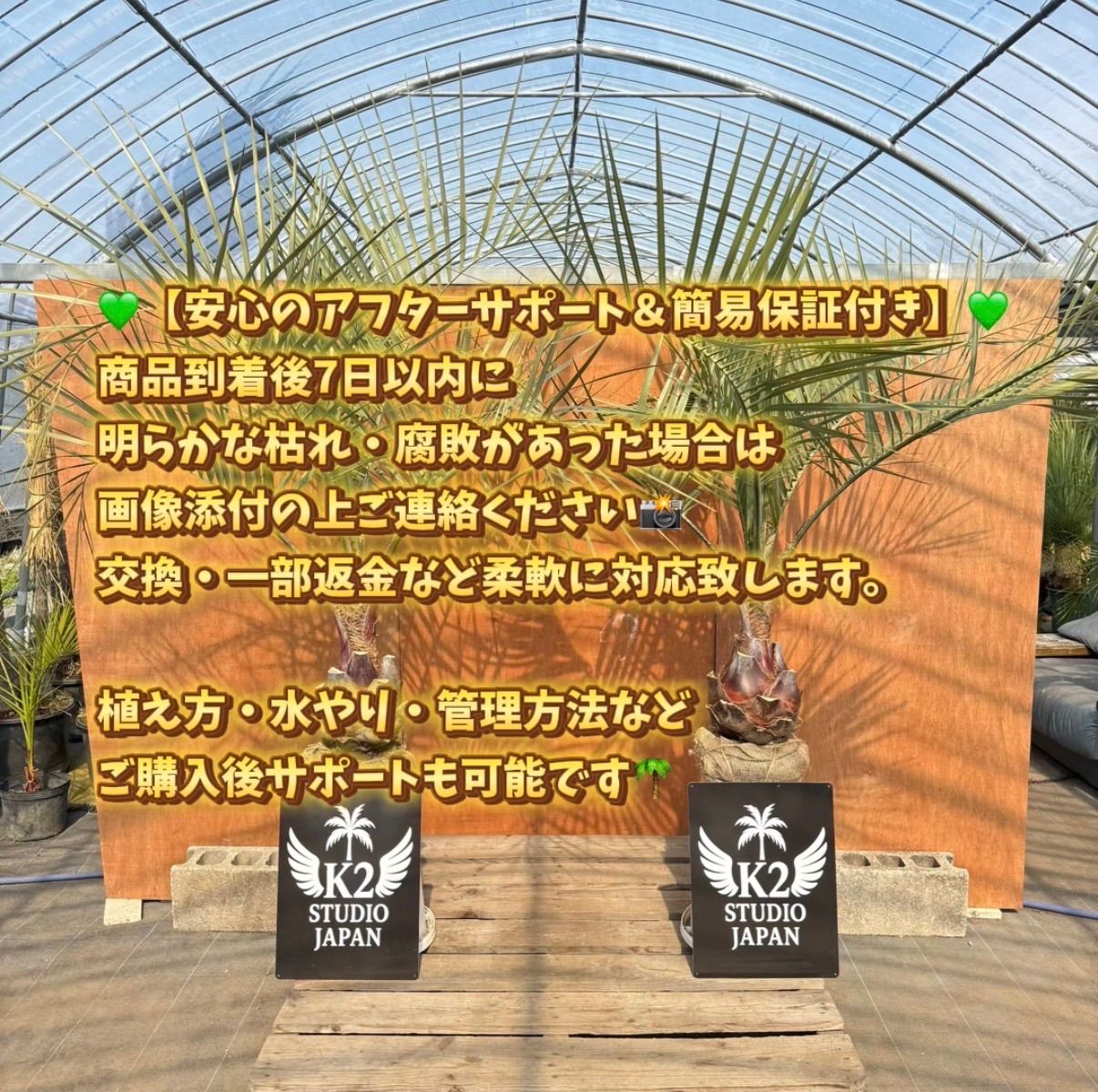 🌴ココスヤシ シルバーリーフ🌴【極太株／2本セット】 - メルカリ