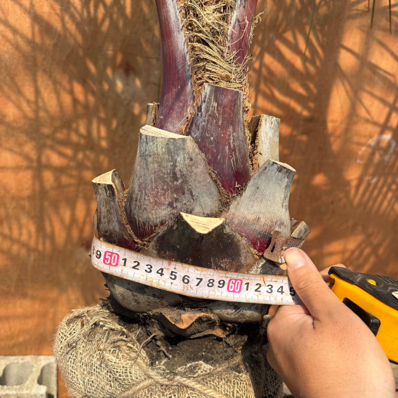 🌴ココスヤシ シルバーリーフ🌴【極太株／2本セット】 - メルカリ