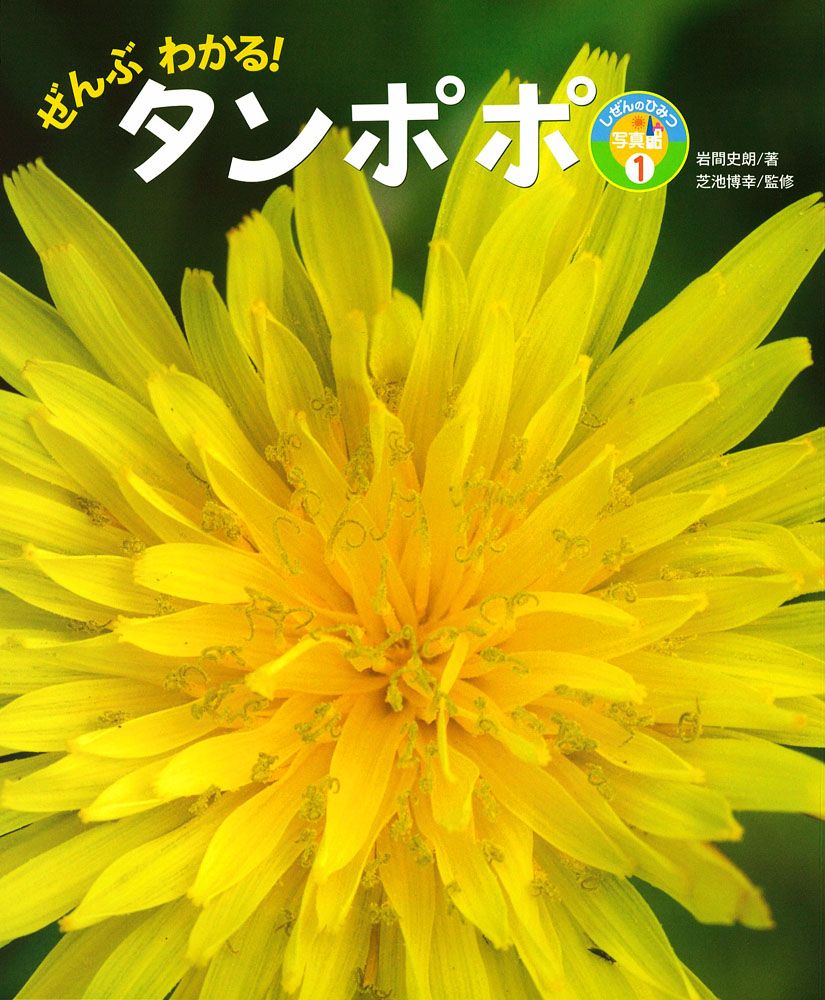 ぜんぶわかる！タンポポ/ポプラ社/岩間史朗（大型本）