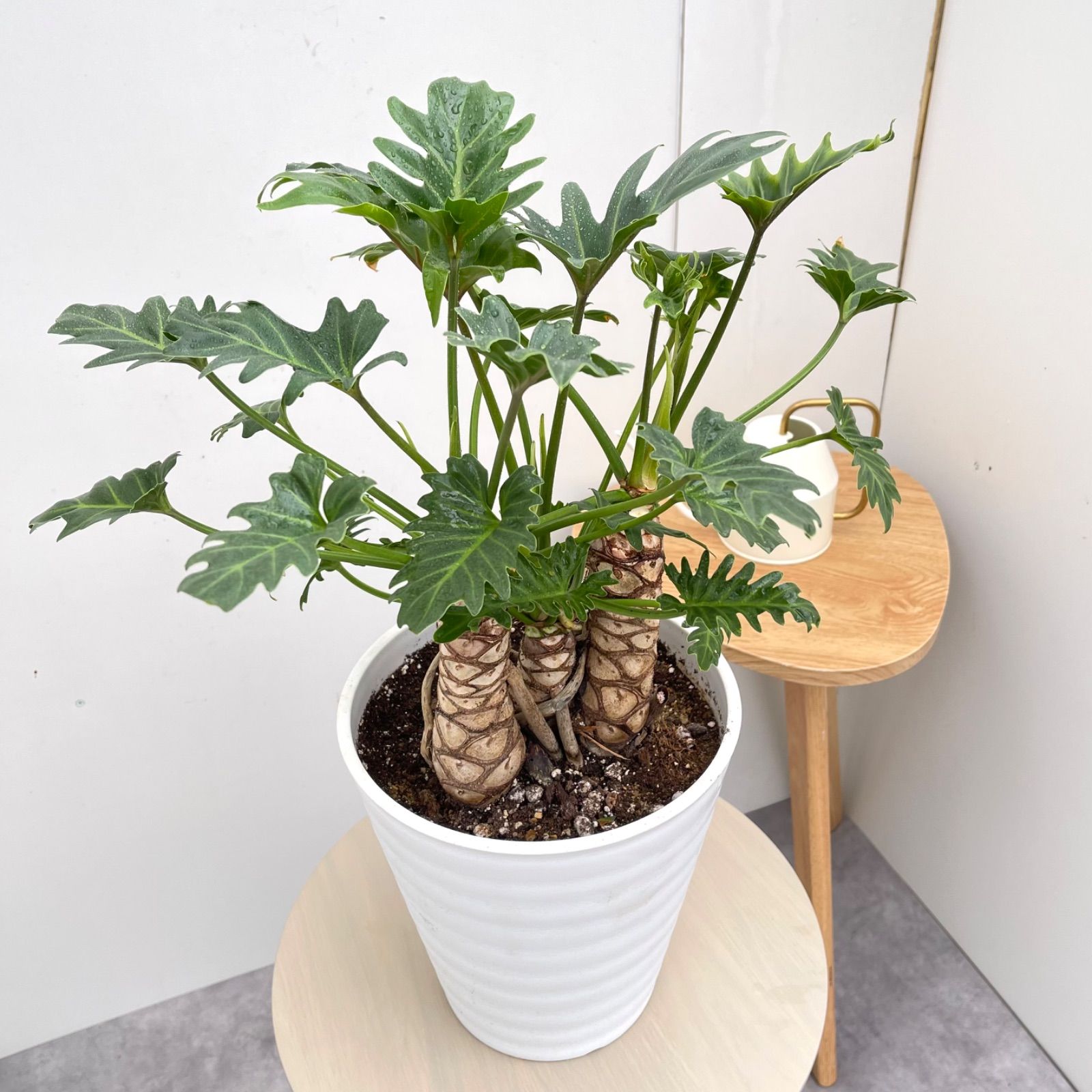 フィロデンドロン ジャイアントザナドゥ 幹上がり 1【現品】観葉植物 フィロデンドロン ジャイアントザナドゥ 幹上がり 1【現品】観葉植物
