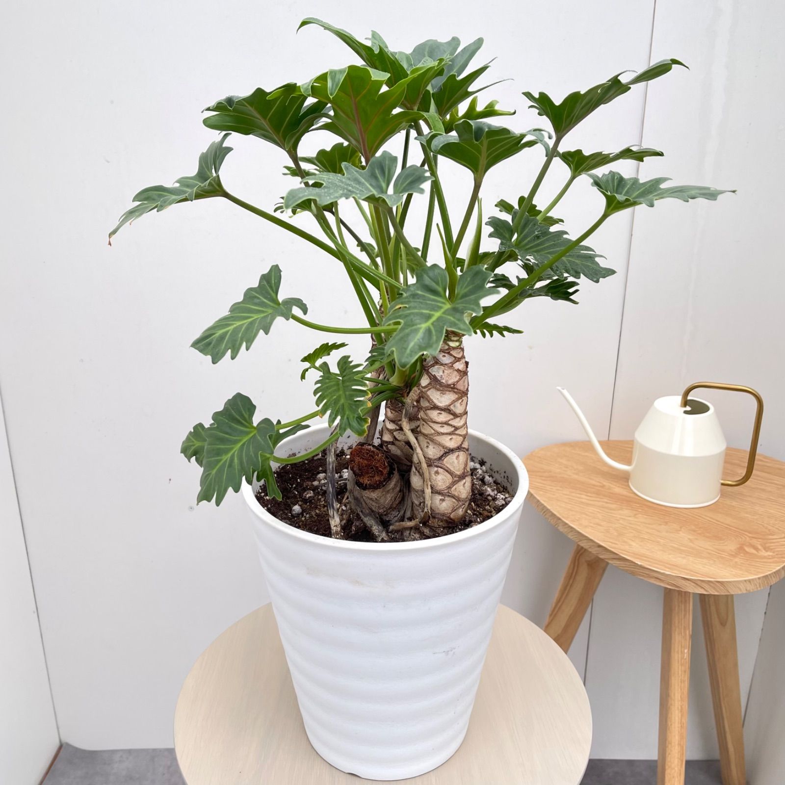 フィロデンドロン ジャイアントザナドゥ 幹上がり 1【現品】観葉植物