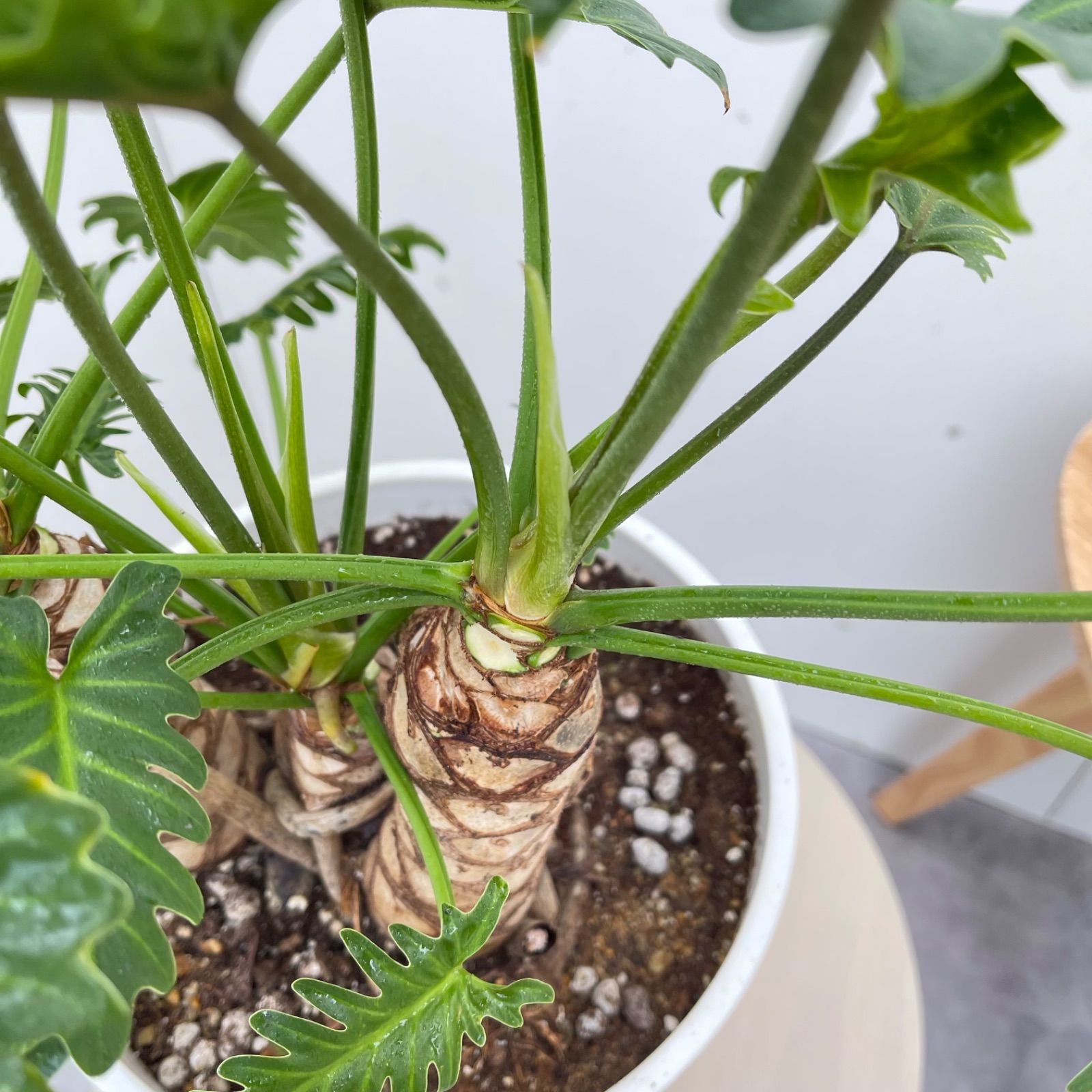 フィロデンドロン ジャイアントザナドゥ 幹上がり 1【現品】観葉植物