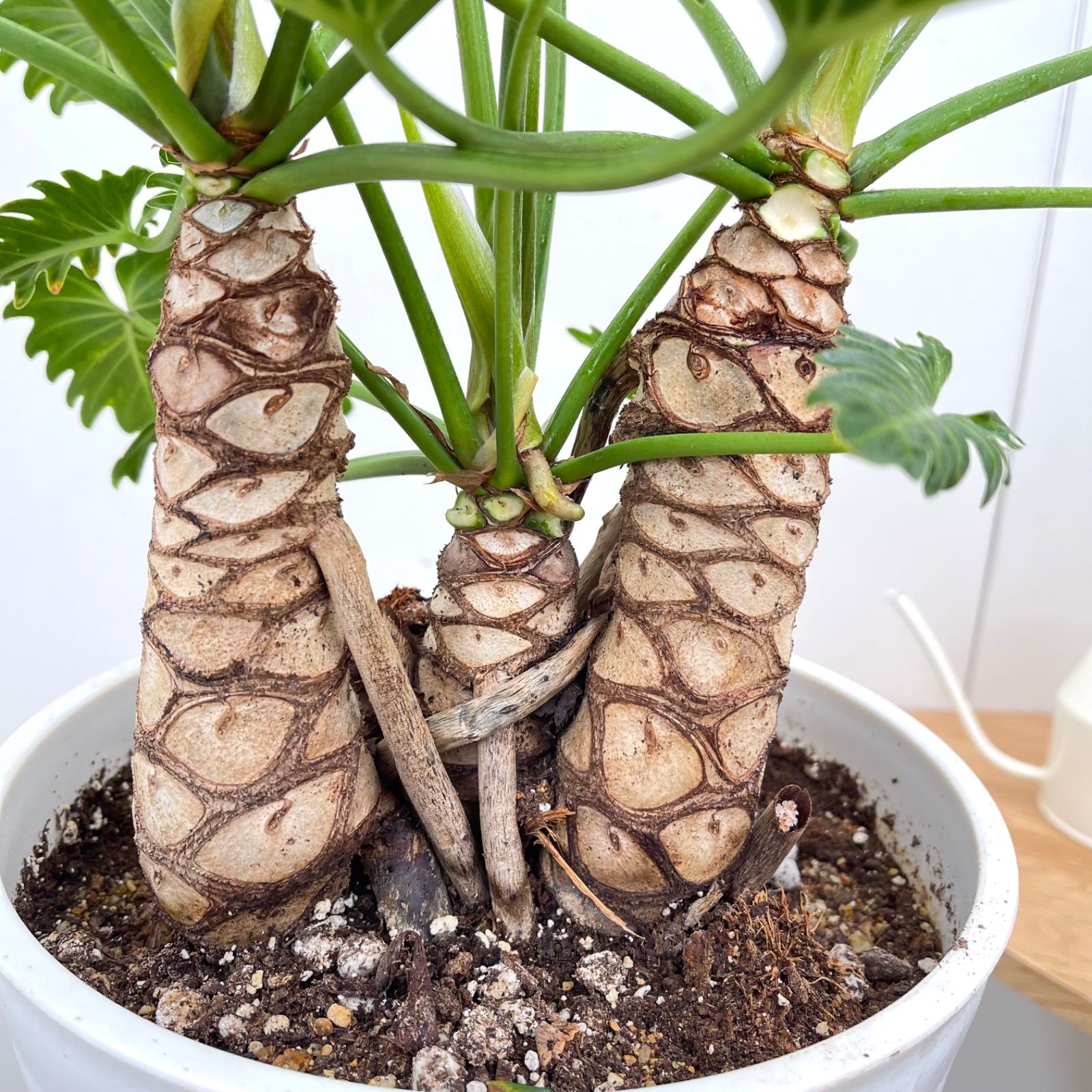 値下げフィロデンドロン　ジャイアントザナドゥ　幹上がり　観葉植物 フィロデンドロン ジャイアントザナドゥ 幹上がり 1【現品】観葉植物