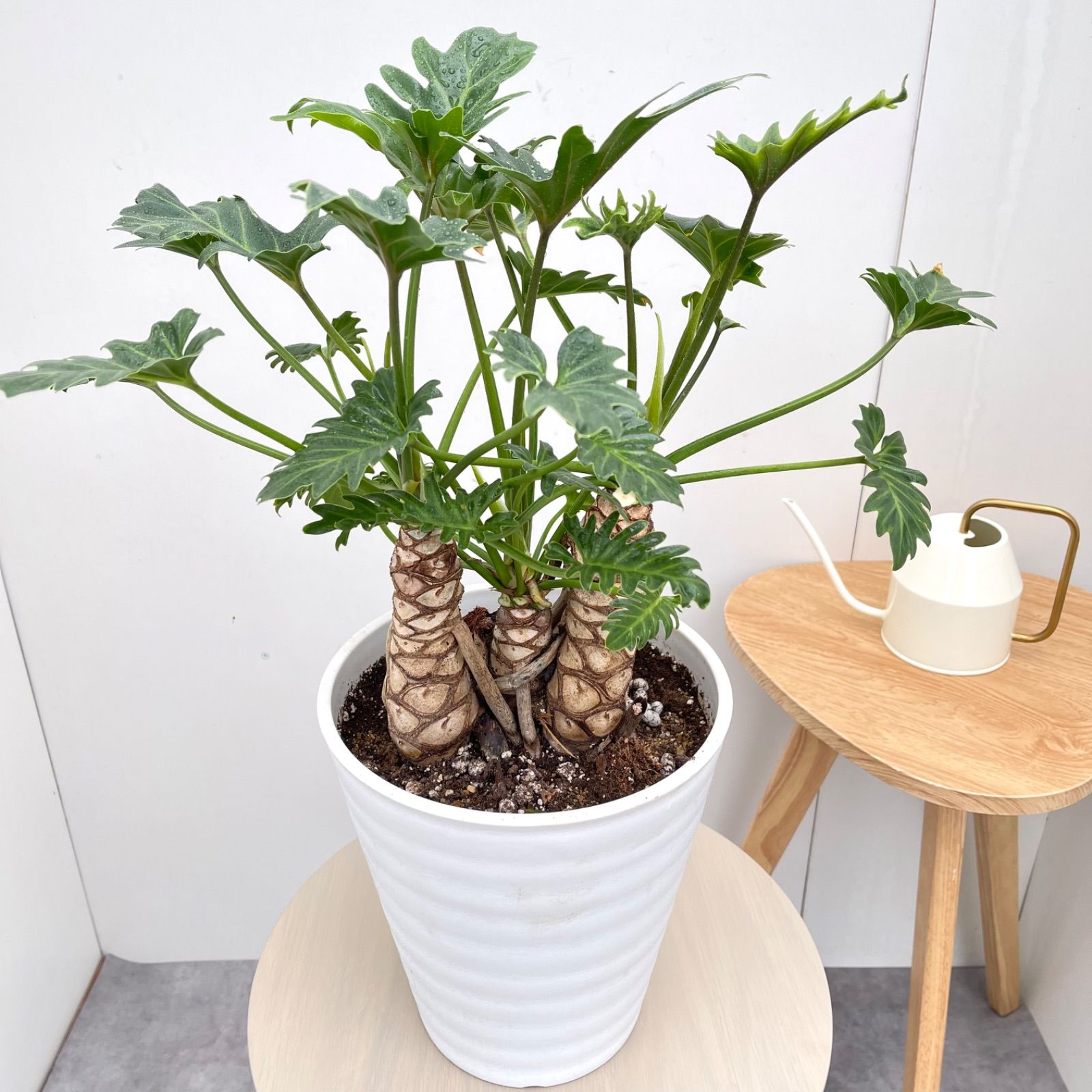 フィロデンドロン ジャイアントザナドゥ 幹上がり 1【現品】観葉植物