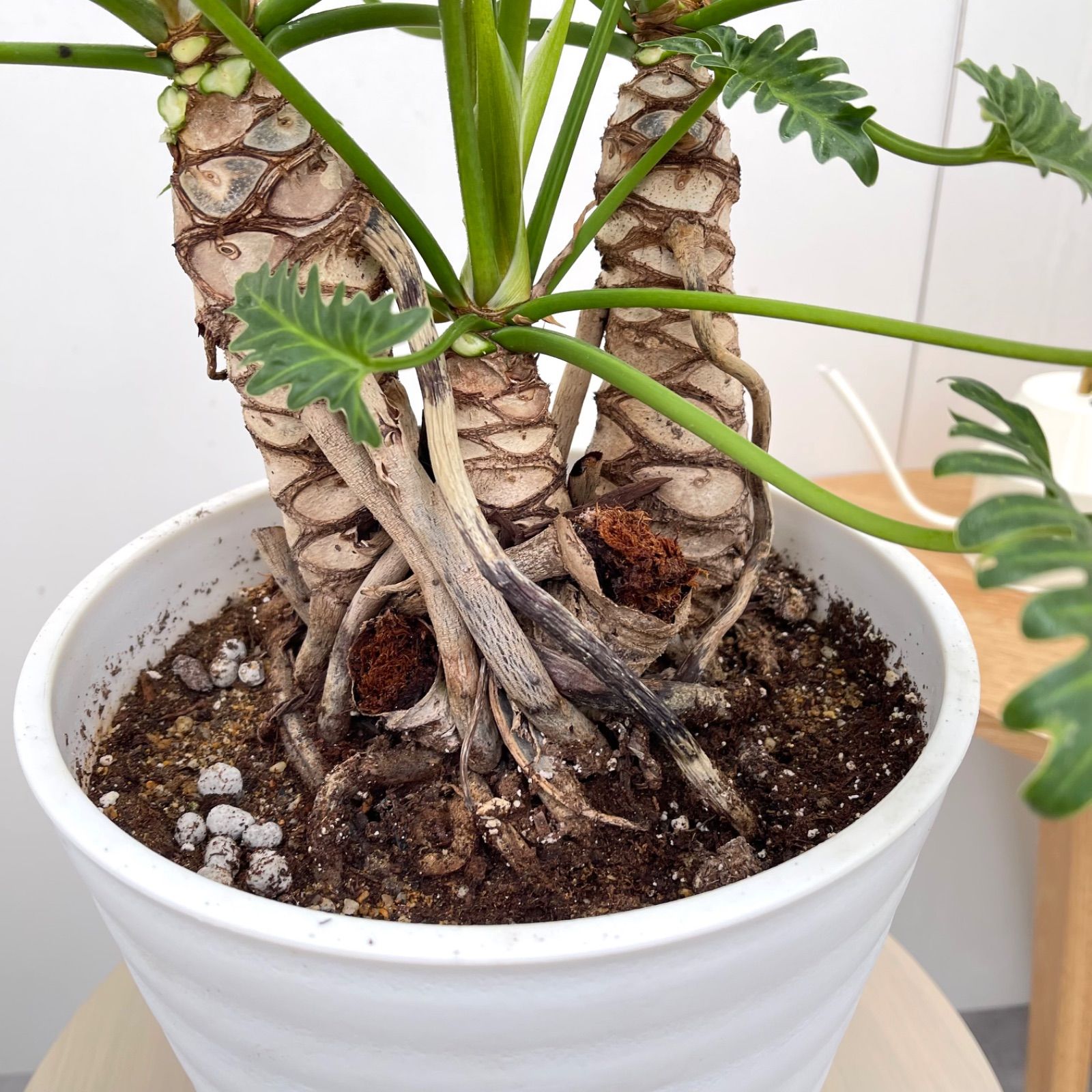 フィロデンドロン ジャイアントザナドゥ 幹上がり 1【現品】観葉植物
