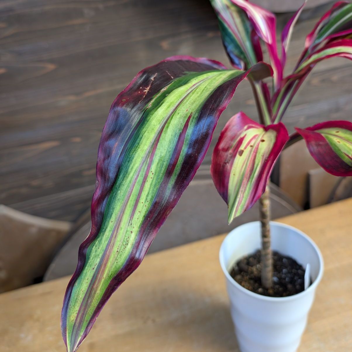 コルジリネ ビリオンダイヤモンド 【希少】 商品タグ付き 鉢のまま発送