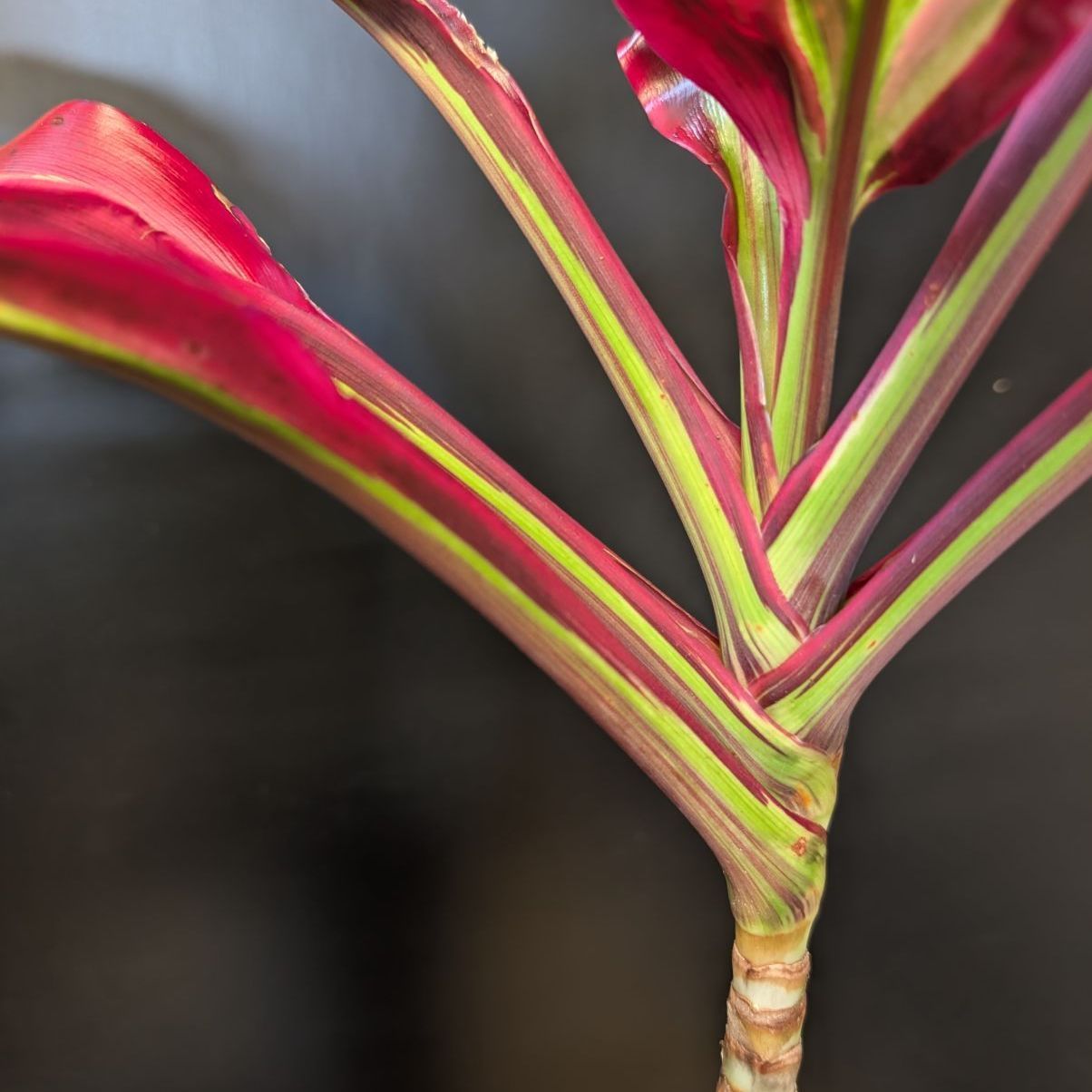 コルジリネ ビリオンダイヤモンド 【希少】 商品タグ付き 鉢のまま発送