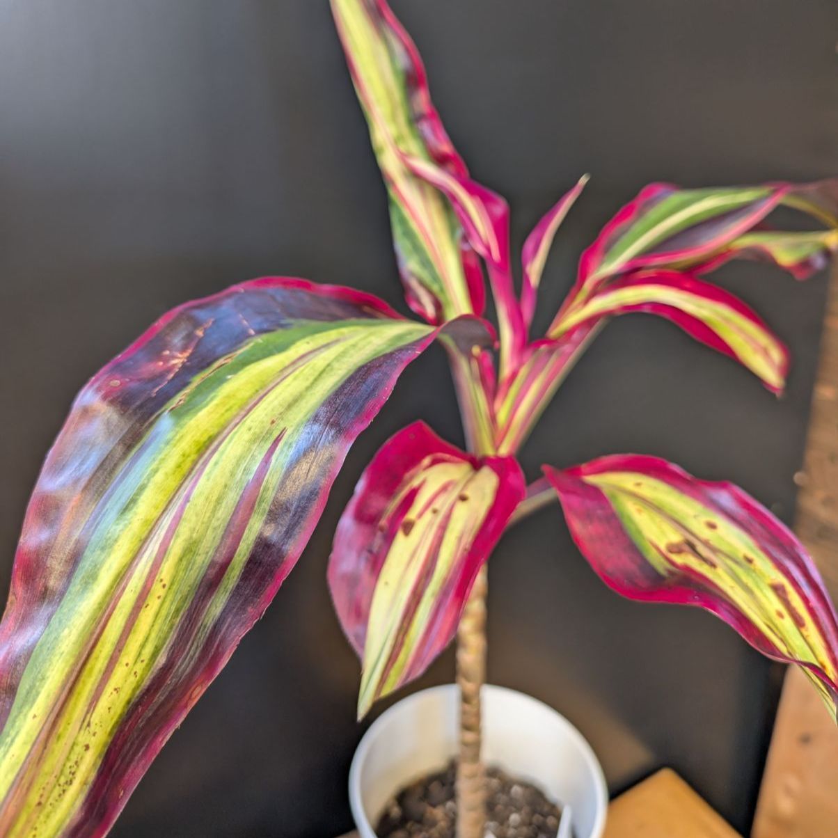 コルジリネ ビリオンダイヤモンド 【希少】 商品タグ付き 鉢のまま発送