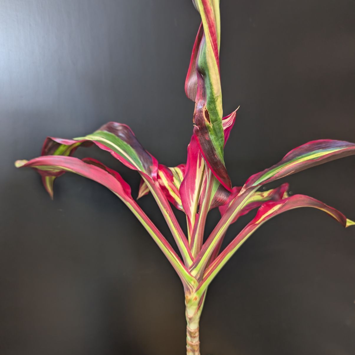 コルジリネ ビリオンダイヤモンド 【希少】 商品タグ付き 鉢のまま発送